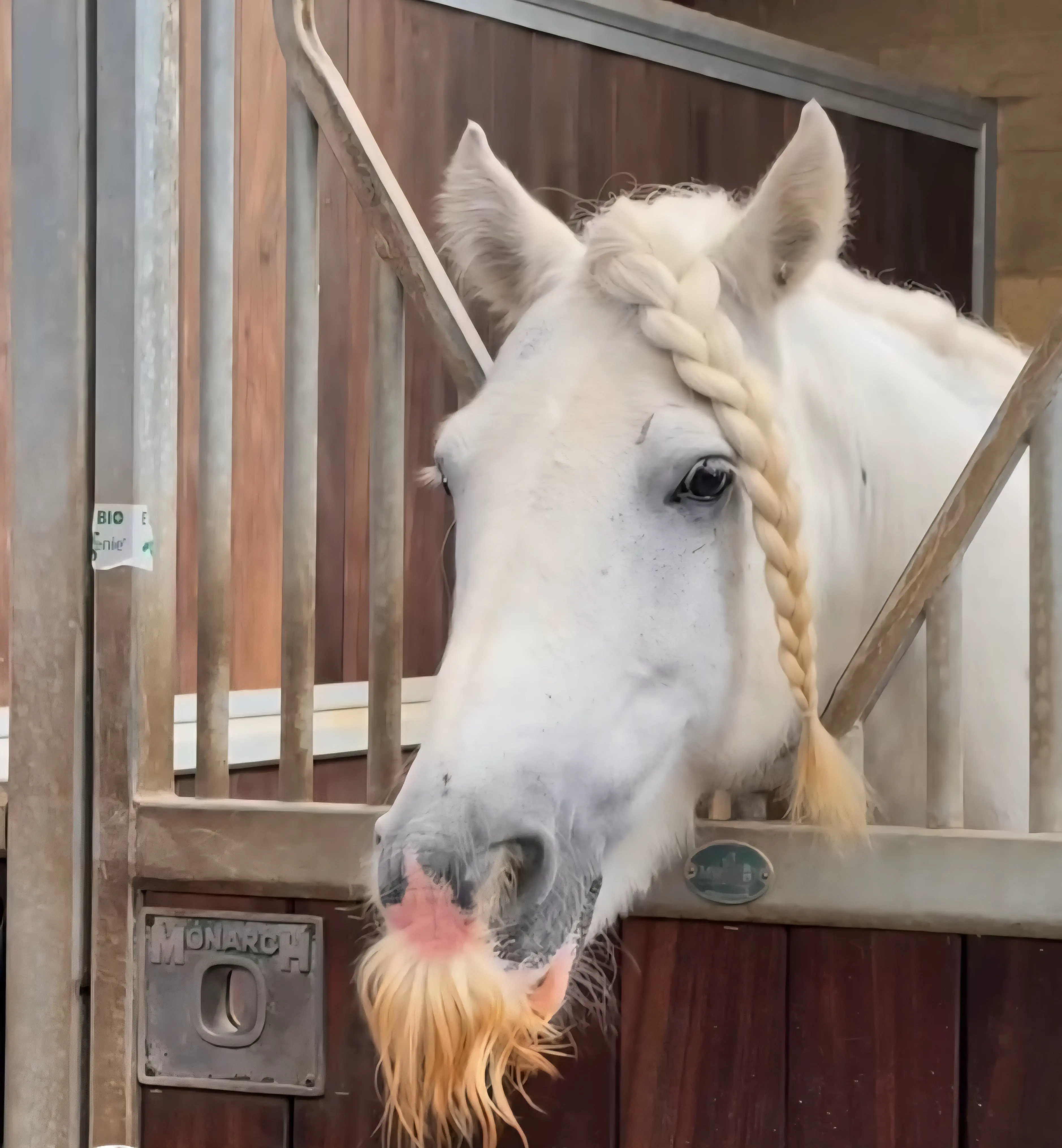 12 Giant Oddities That Will Change How You See Size! đ„ 24 Absolute Units of a horse mustache