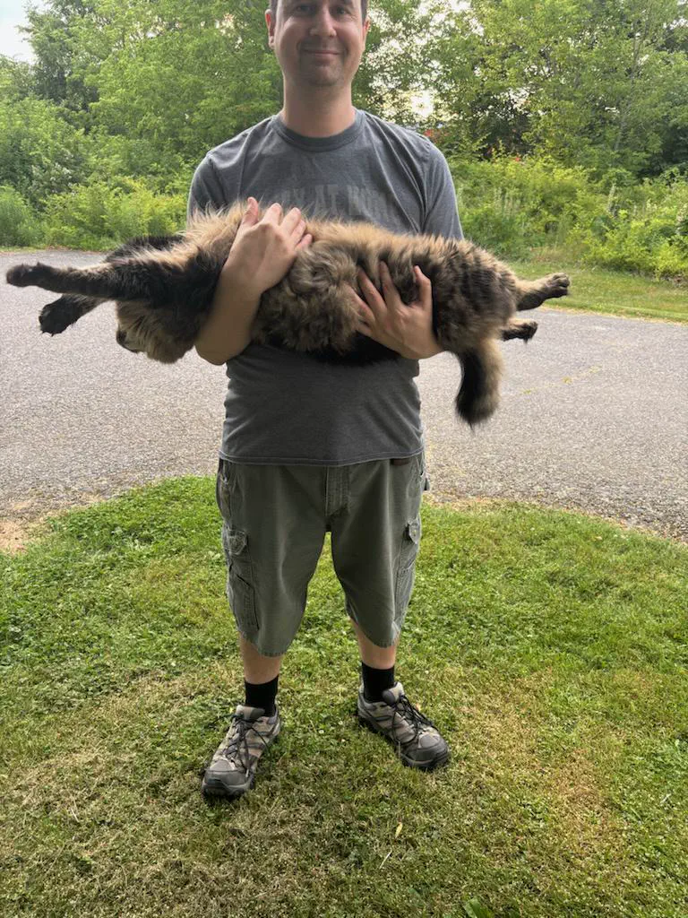 Uncover the 11 Ultimate Massive Oddities That Awe! đ 19 Absolute Units of a house cat.