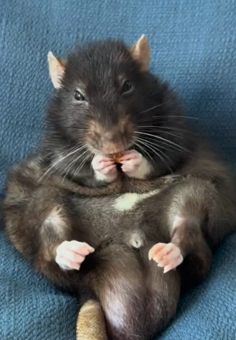 12 Unbelievably Massive Oddities That Will Amaze You! đ 26 Absolute Units of a hungry rat