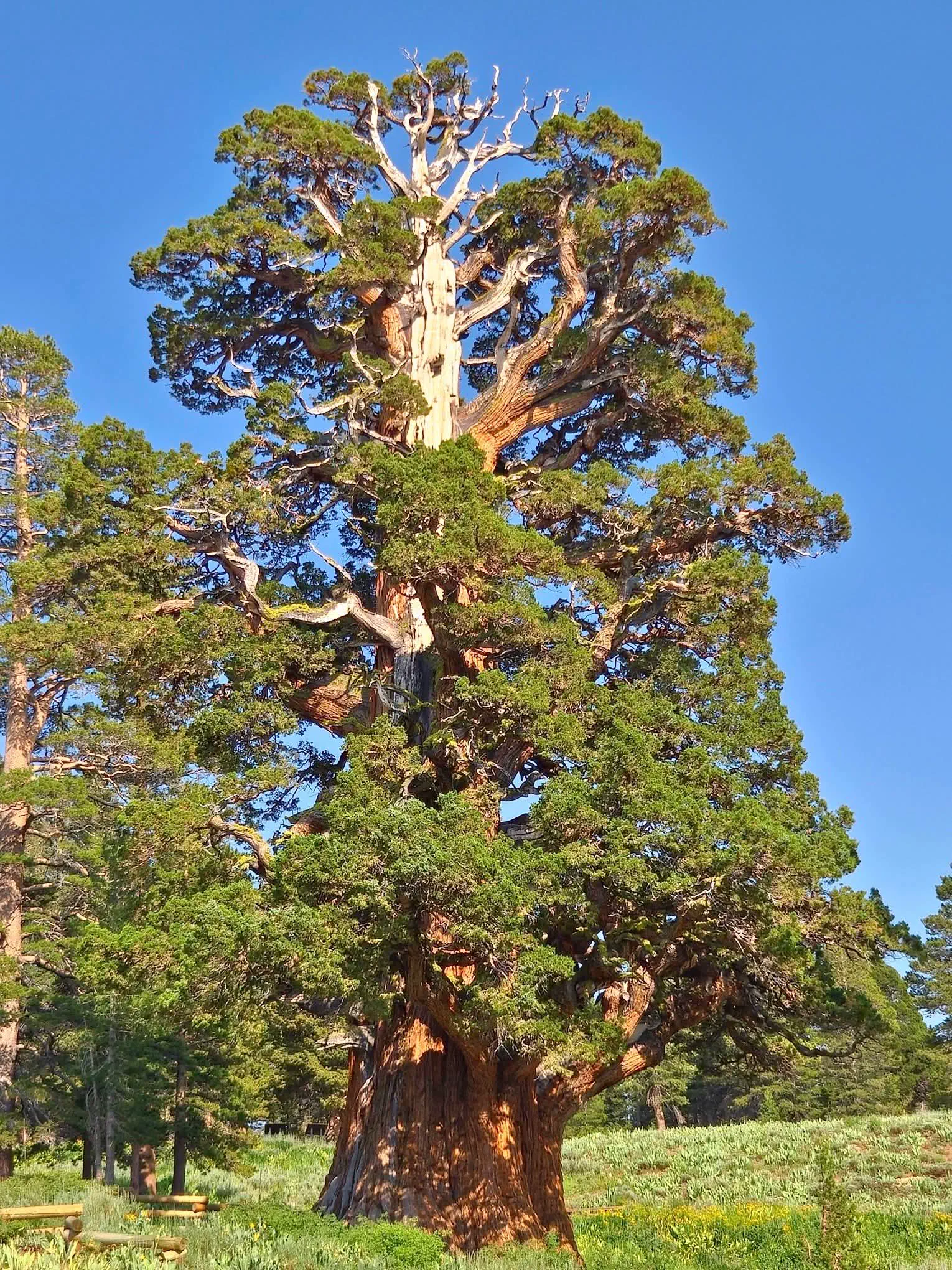 10 Unforgettable Massive Oddities You Must See! đ 12 Absolute Units of a Juniper