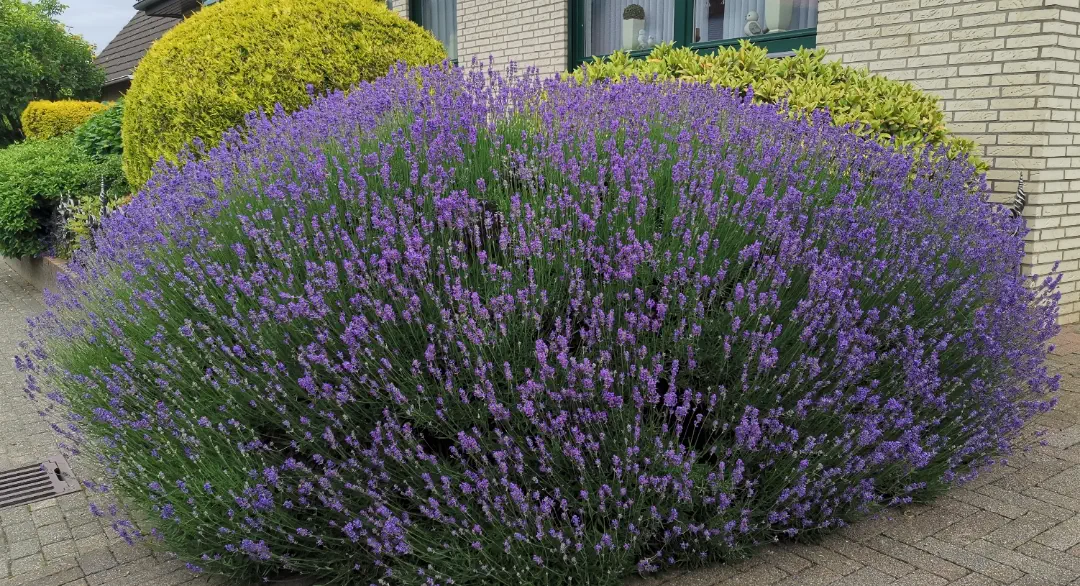 13 Extraordinary Giants Ready to Blow Your Mind! đ 28 Absolute Units of a lavender bush