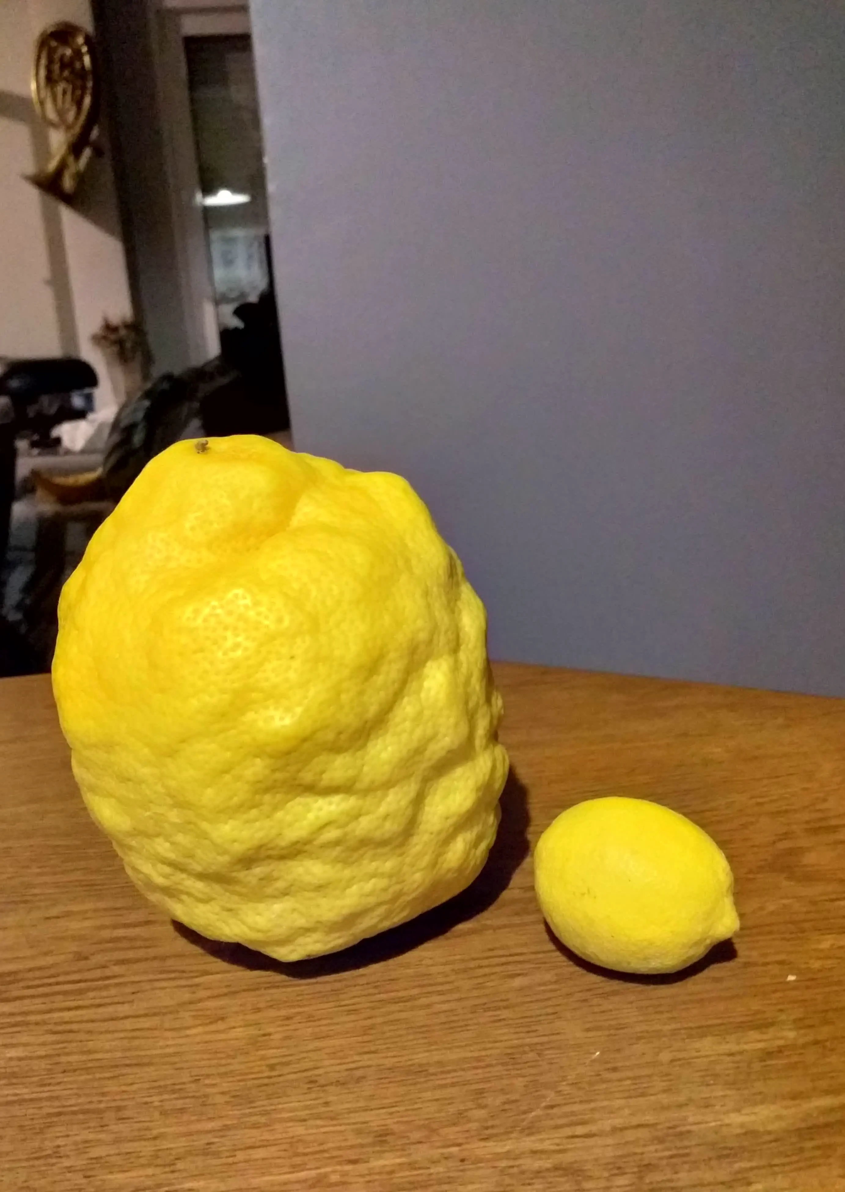 12 Giant Oddities That Will Change How You See Size! đ„ 25 Absolute Units of a lemon