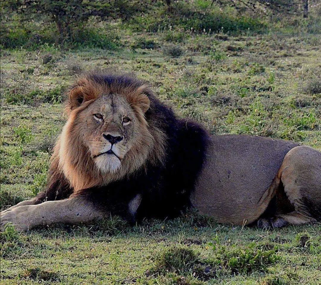 10 Whopping Oddities That Will Bend Your Mind! 🐾 15 Absolute Units of a lion