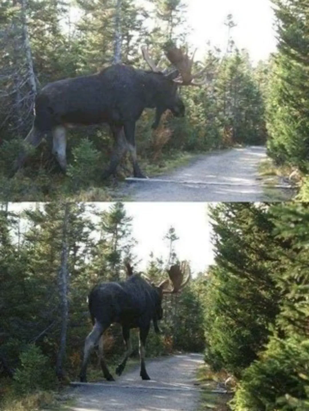 12 Epic Absolute Units That Will Challenge Your Perceptions! đ„ 23 Absolute Units of a Moose