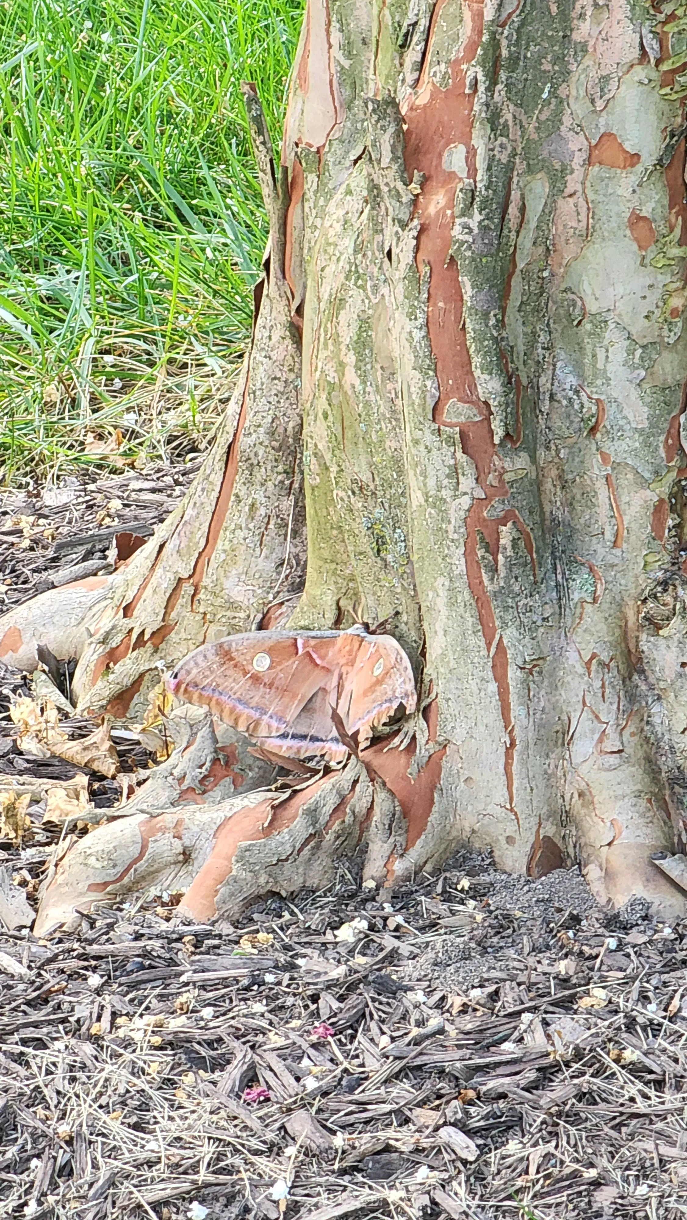 10 Whopping Oddities That Will Bend Your Mind! 🐾 13 Absolute Units of a moth