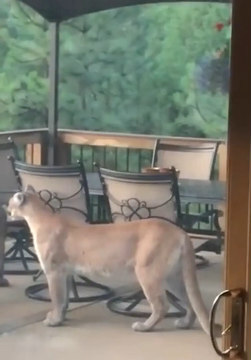 10 Unforgettable Massive Oddities You Must See! đ 13 Absolute Units of a mountain lion