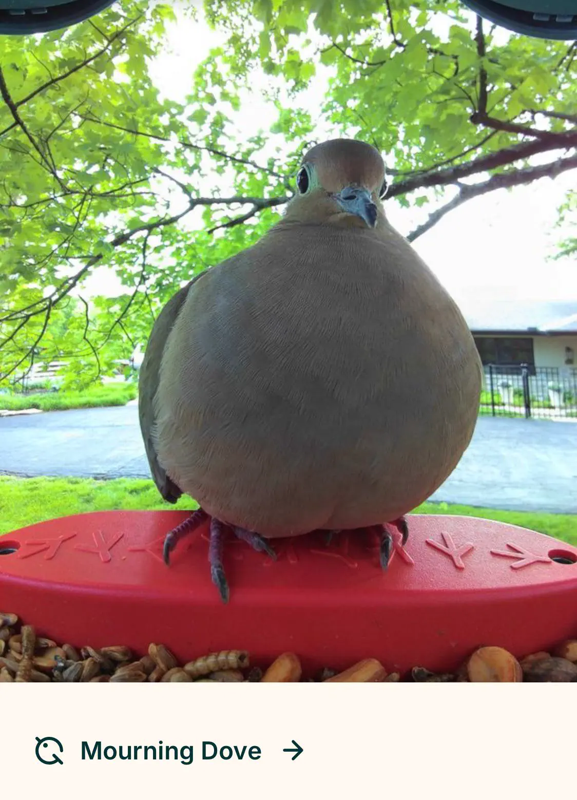 Witness 8 Astonishing Absolute Units That Will Dazzle You! ✨ 15 Absolute Units of a mourning dove