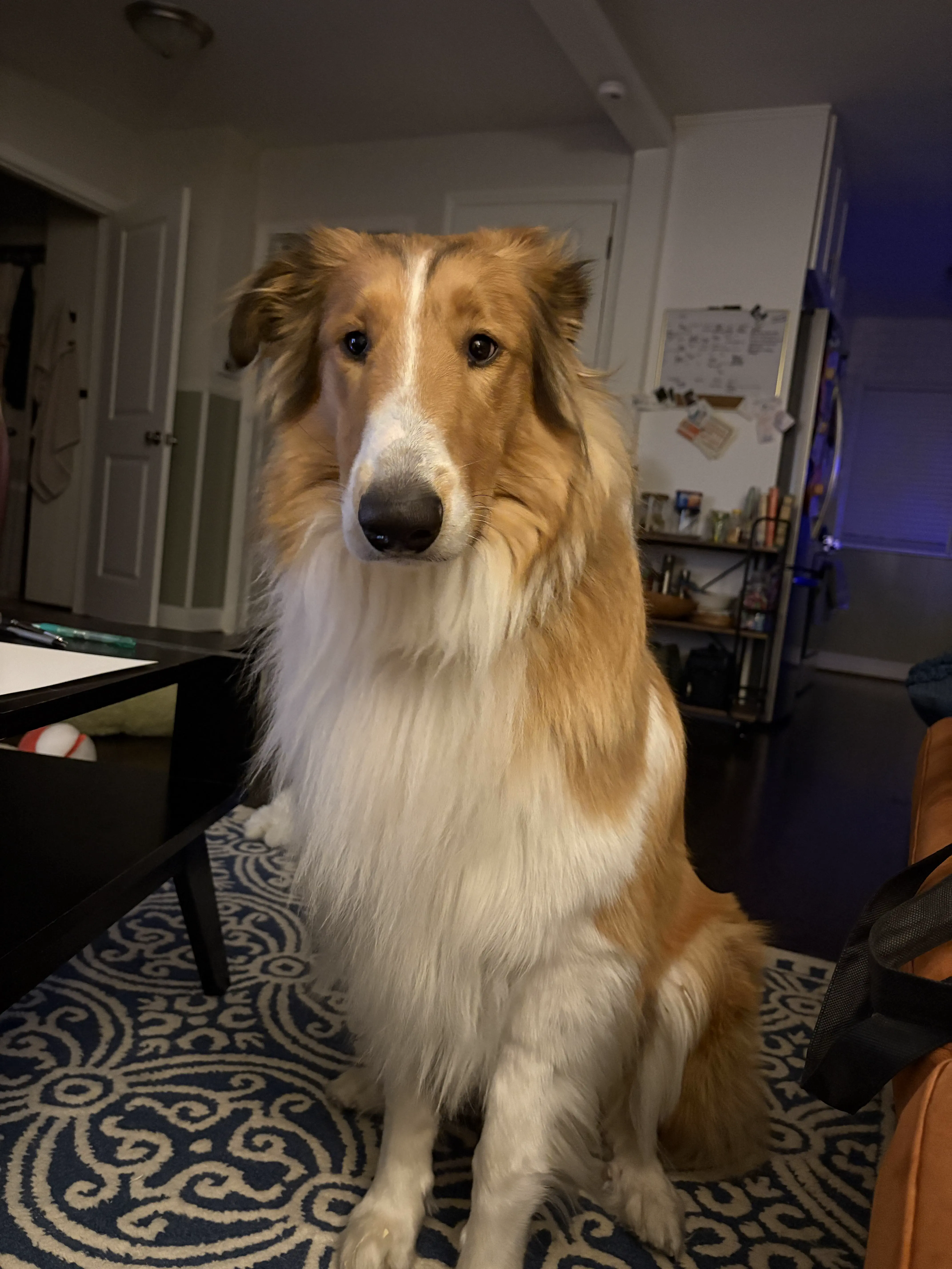 Uncovering 11 Massive Oddities That Will Leave You in Awe! 🐾 13 Absolute Units of a one year-old collie pup