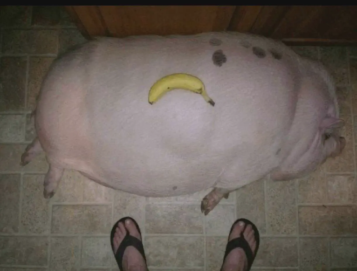 17 Colossal Creatures and Legends That Defy Size! 🦏🤯 29 Absolute Units of a pig