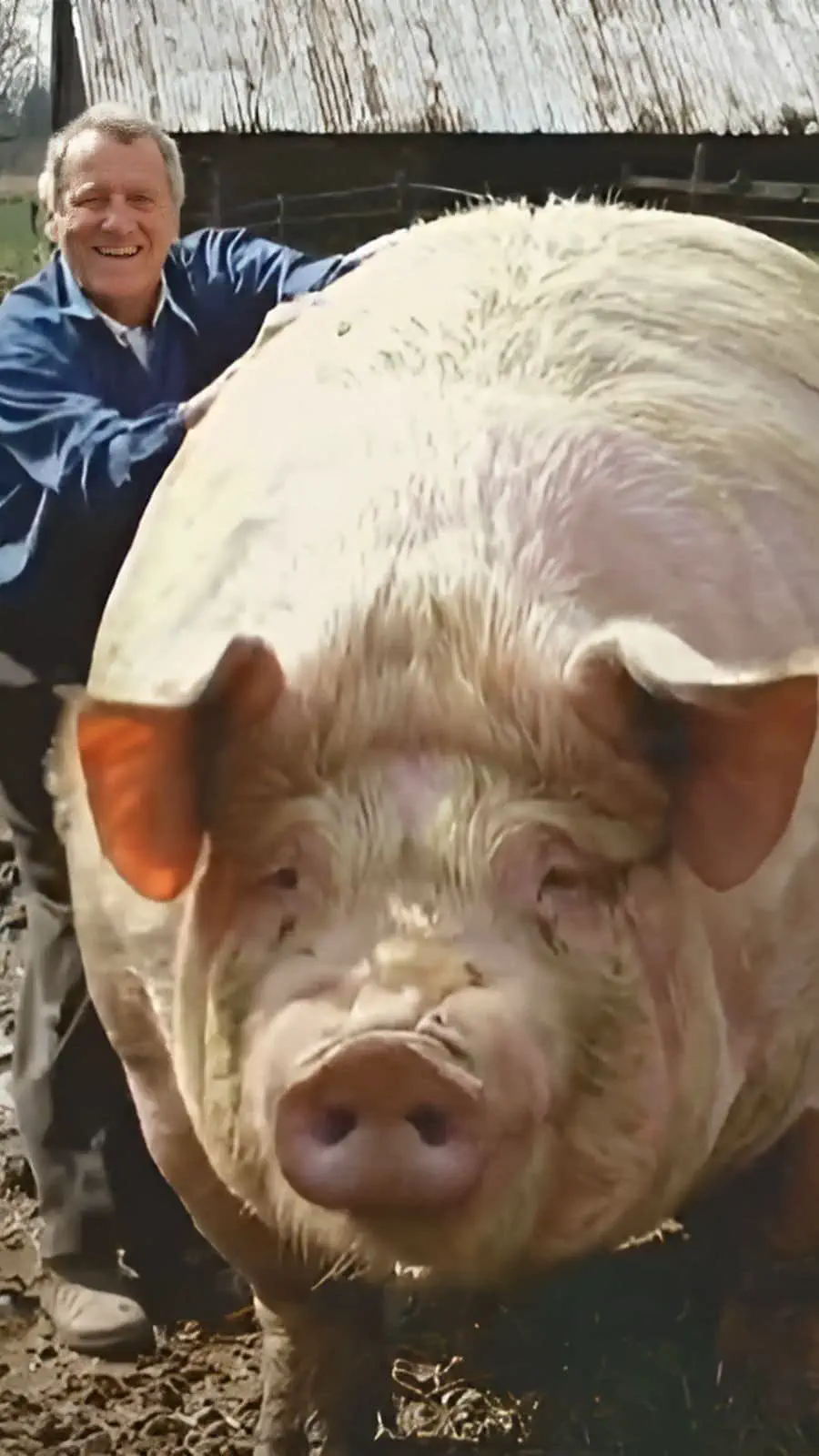 10 Unforgettable Massive Oddities You Must See! đ 17 Absolute Units of a pig