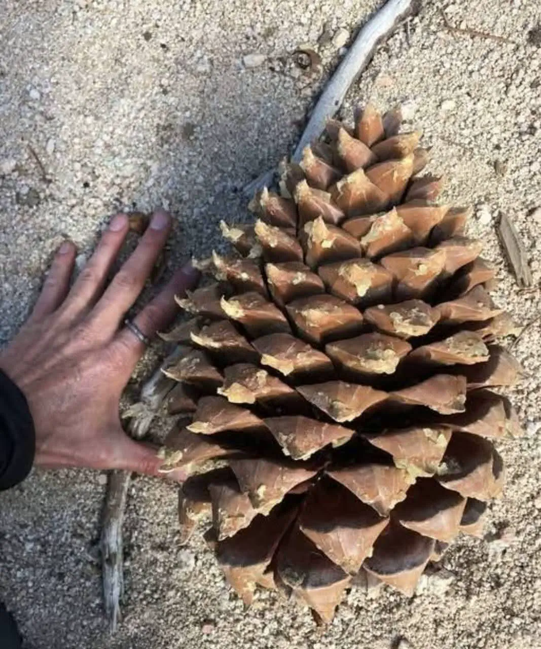 12 Giant Oddities That Will Change How You See Size! đ„ 20 Absolute Units of a pinecone