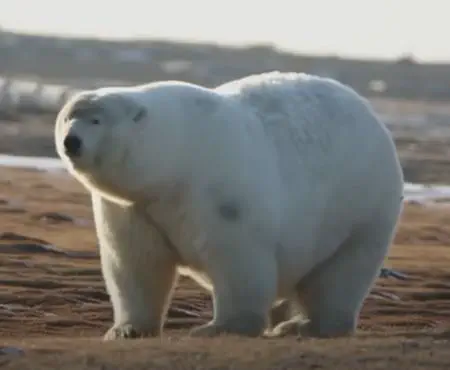 13 Extraordinary Giants Ready to Blow Your Mind! đ 19 Absolute Units of a polar bear