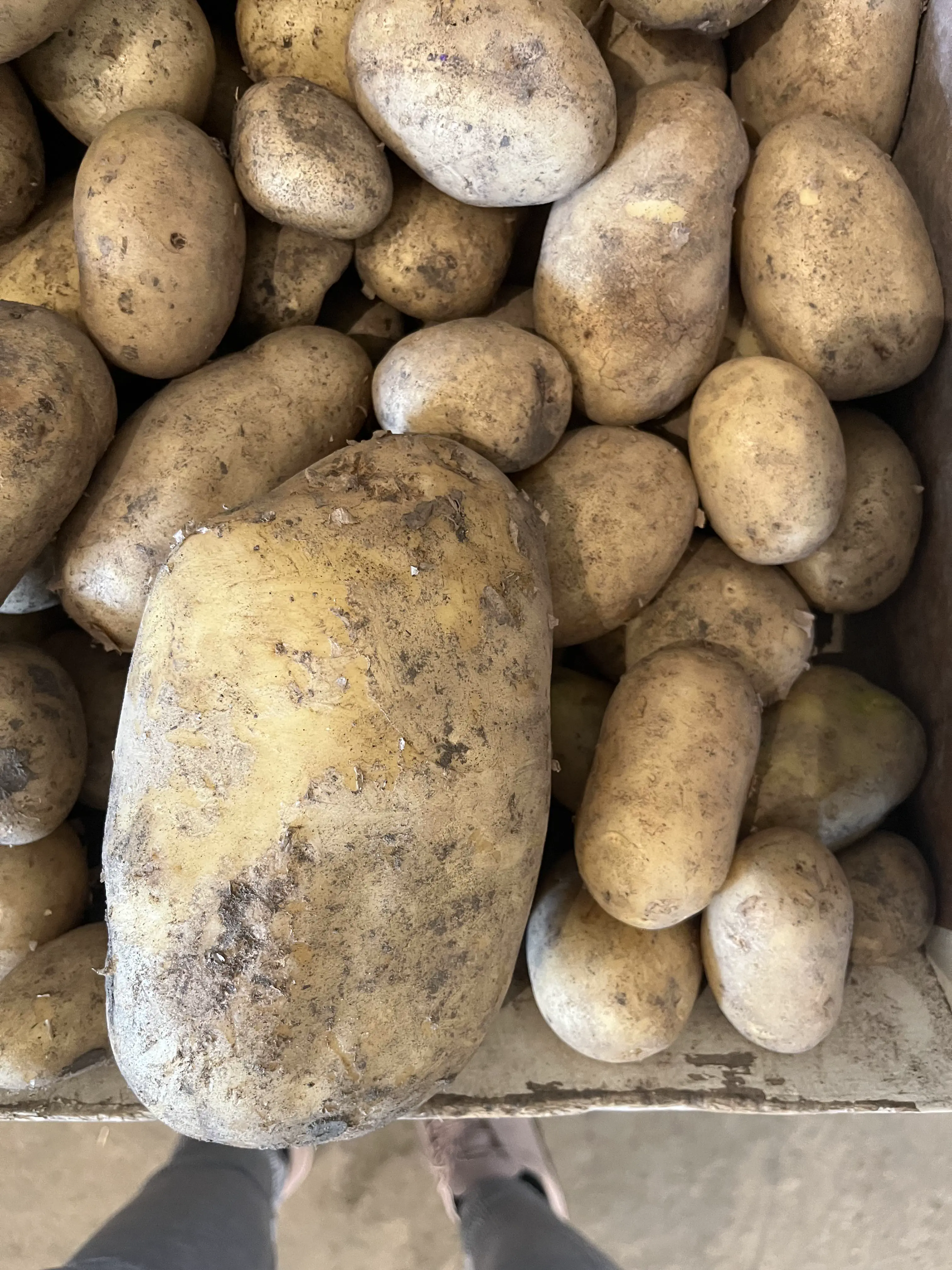 10 Colossal Creatures That Will Leave You Speechless! đ» 20 Absolute Units of a Potato!