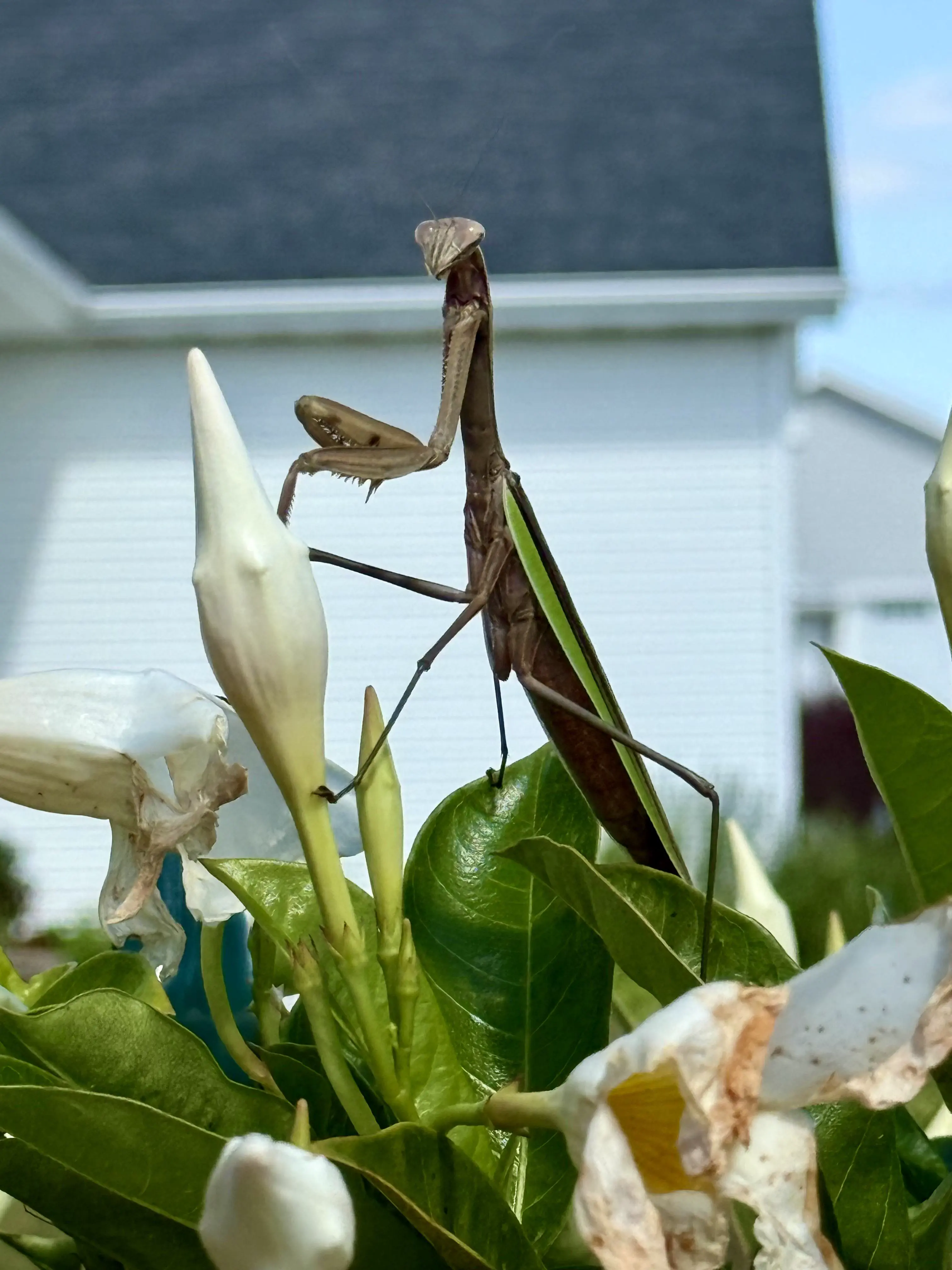 6 Incredible Absolute Units Guaranteed to Amaze You! đ€© 9 Absolute Units of a Praying Mantis that stopped by