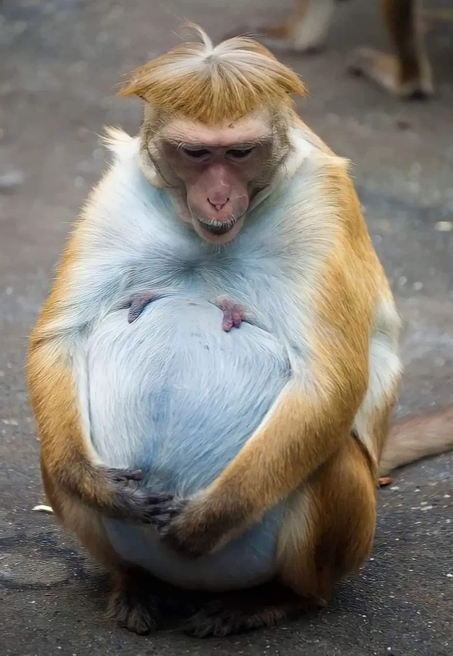17 Colossal Creatures and Legends That Defy Size! 🦏🤯 20 Absolute Units of a pregnant monkey