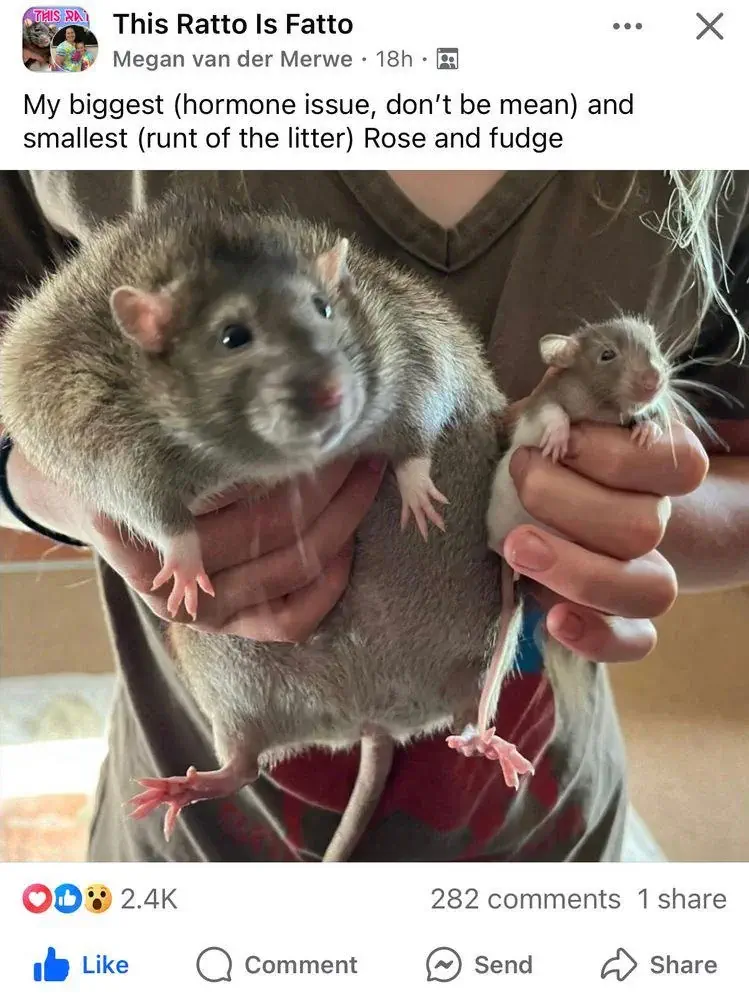 12 Giant Oddities That Will Change How You See Size! đ„ 22 Absolute Units of a rat