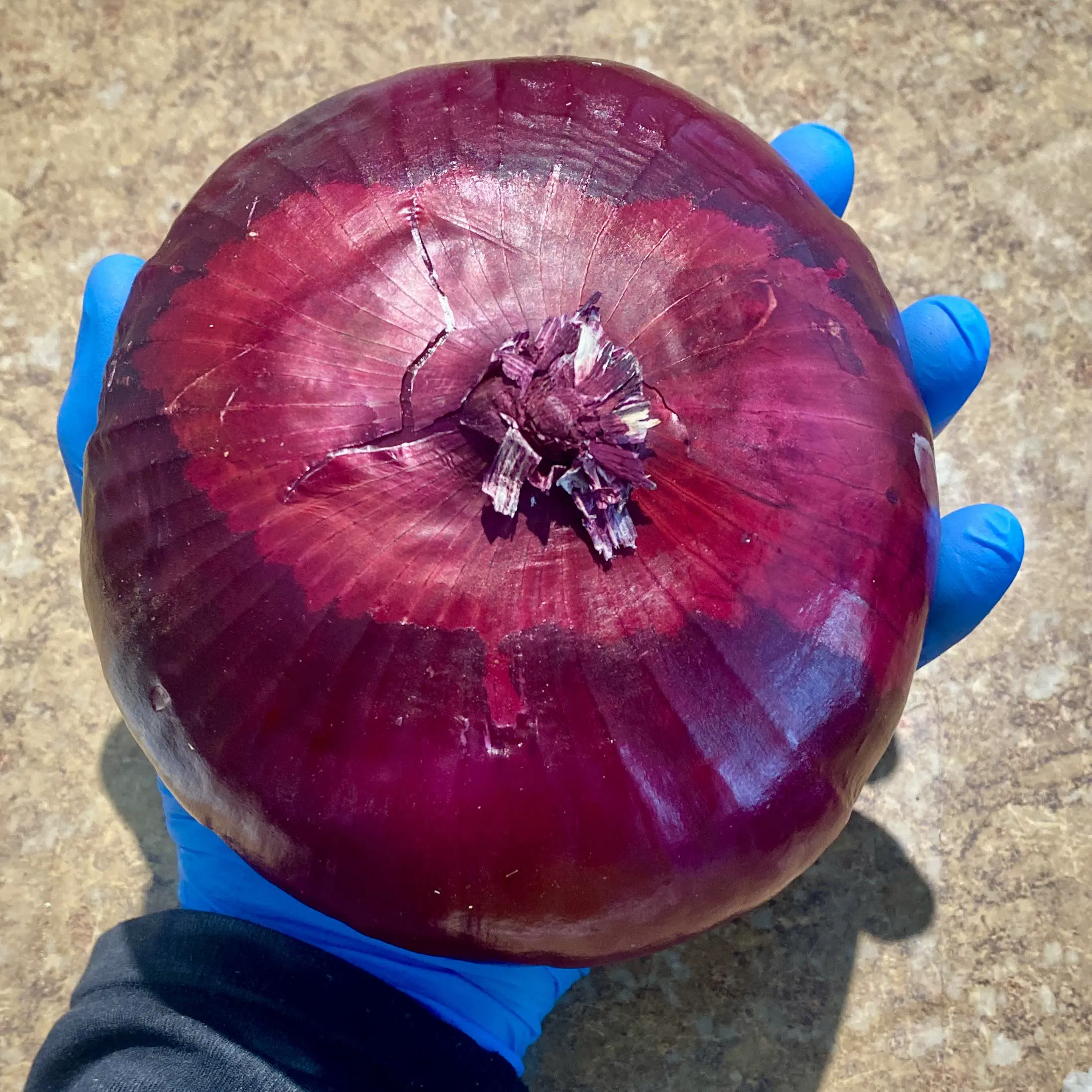 10 Colossal Creatures That Will Leave You Speechless! đ» 21 Absolute Units of a Red Onion