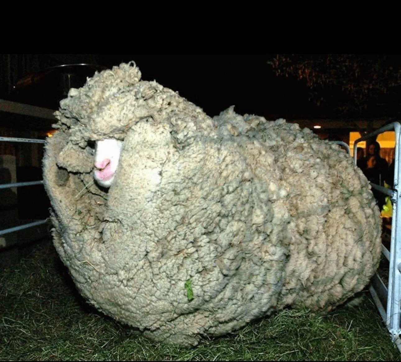 13 Extraordinary Giants Ready to Blow Your Mind! đ 22 Absolute Units of a sheep