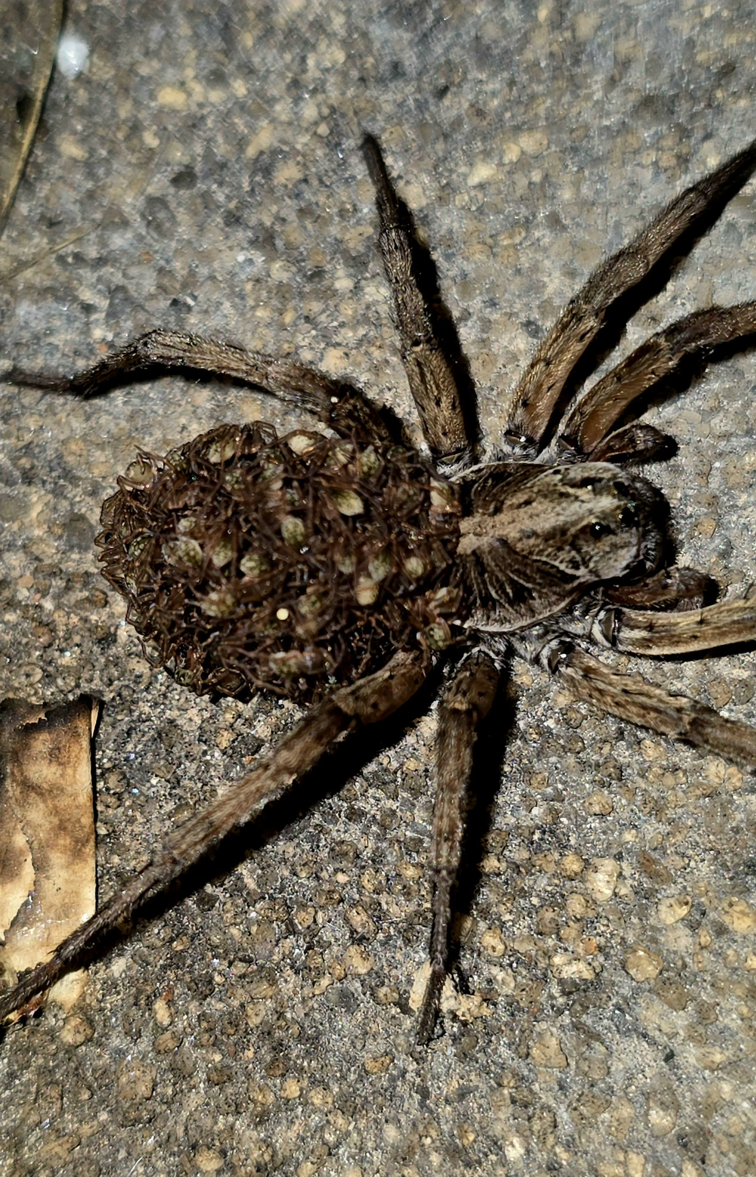 9 Unbelievable Oddities That Redefine 'Massive'! đđ 12 Absolute Units of a spider carrying baby spiders on my porch