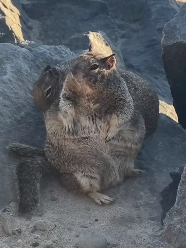 9 Unbelievable Absolute Units That Will Leave You Speechless! đ 13 Absolute Units of a Squirrel couple