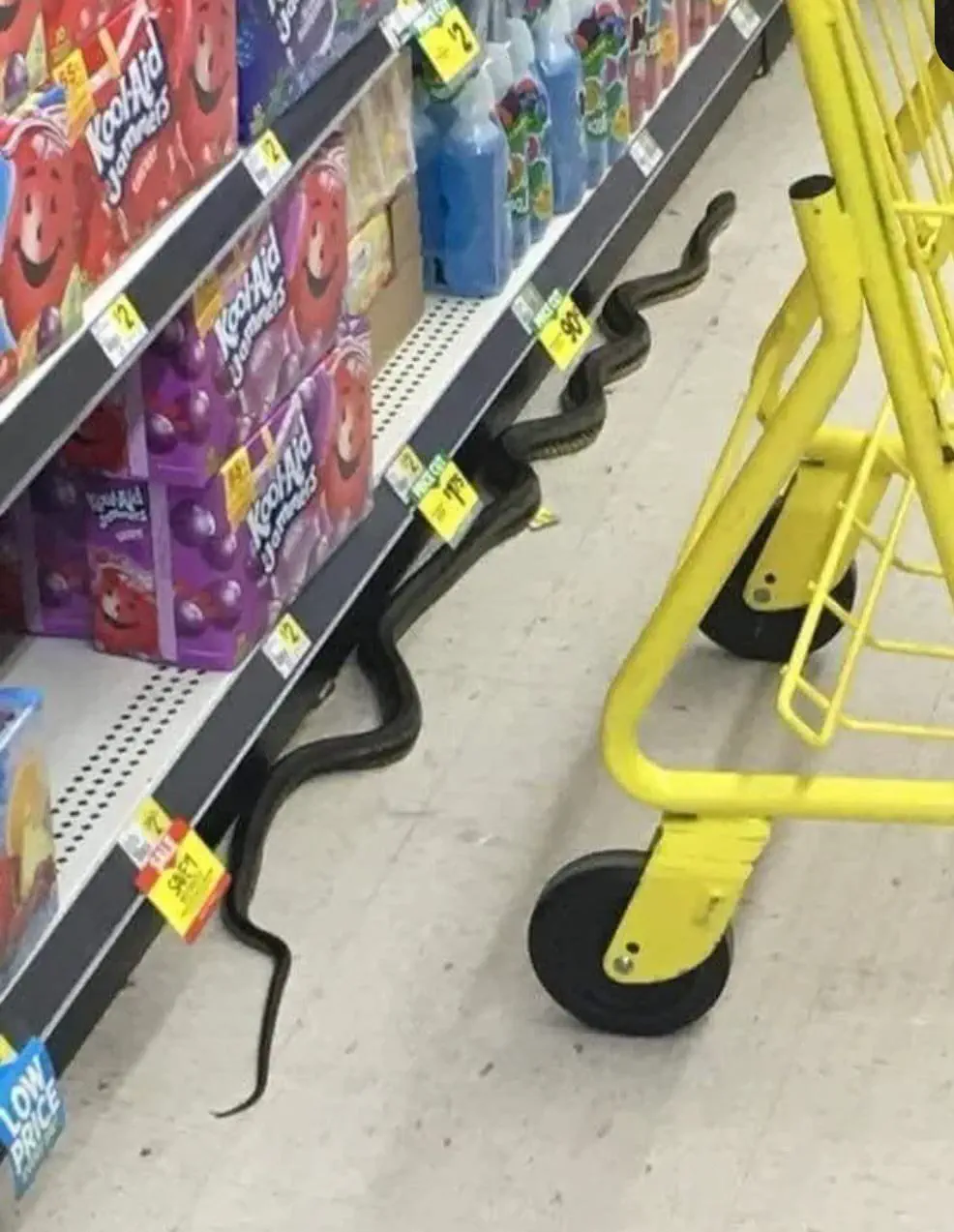 12 Shocking Absolute Units You'll Have to See! đČ 22 Absolute Units of a store snake