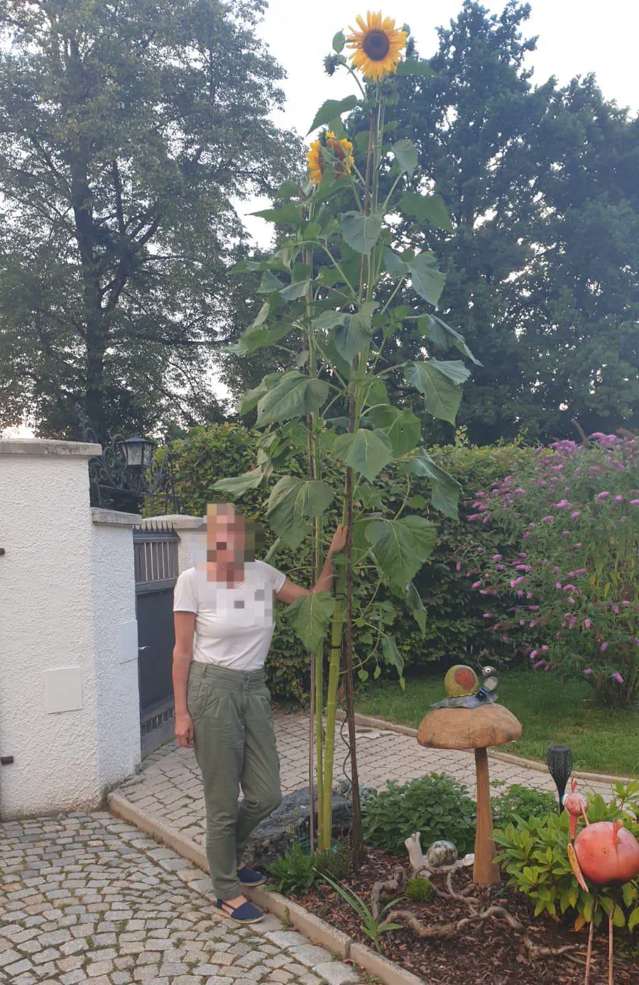 Uncover the 11 Ultimate Massive Oddities That Awe! đ 15 Absolute Units of a sunflower
