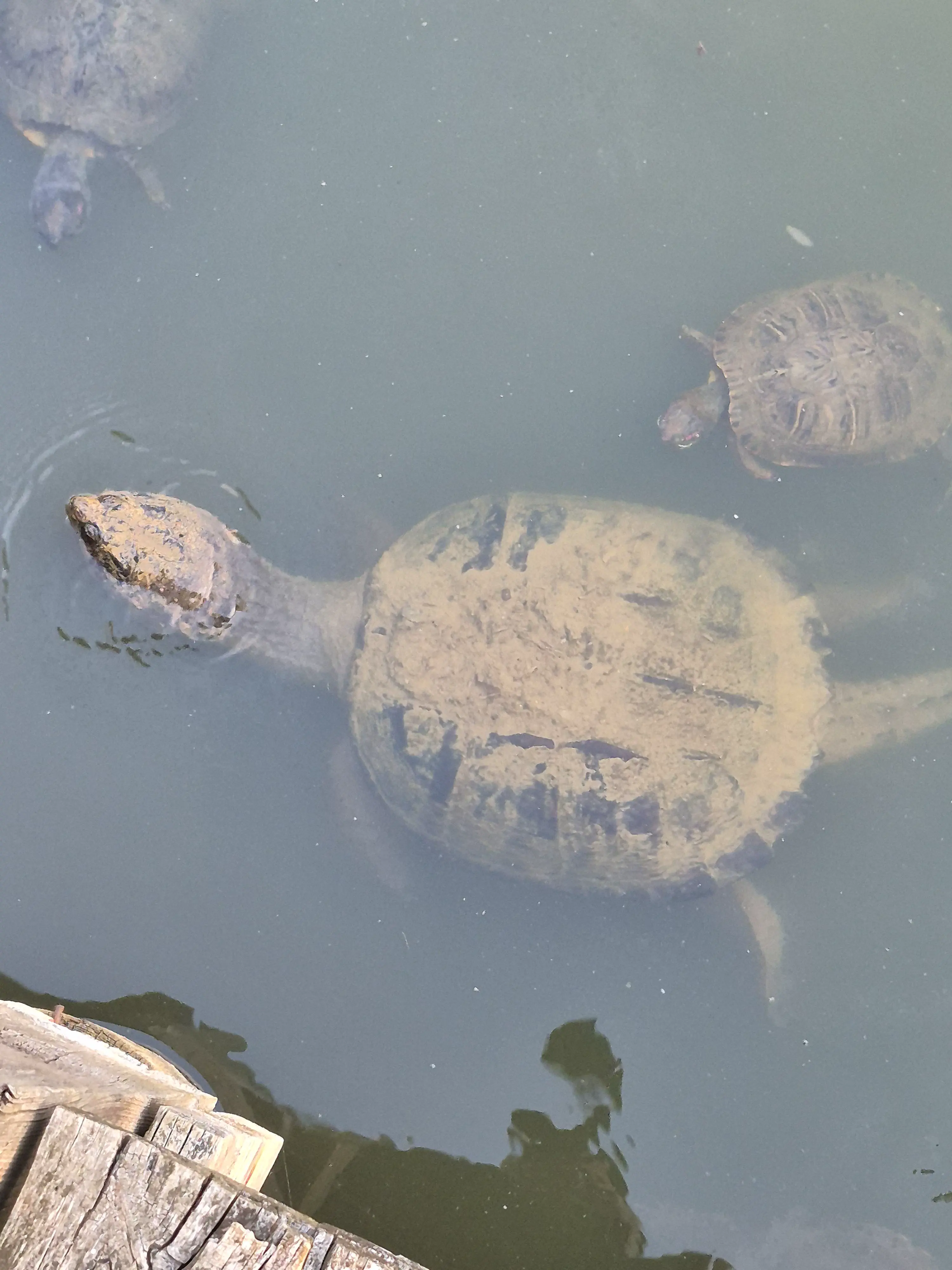 17 Colossal Creatures and Legends That Defy Size! 🦏🤯 26 Absolute Units of a turtle.
