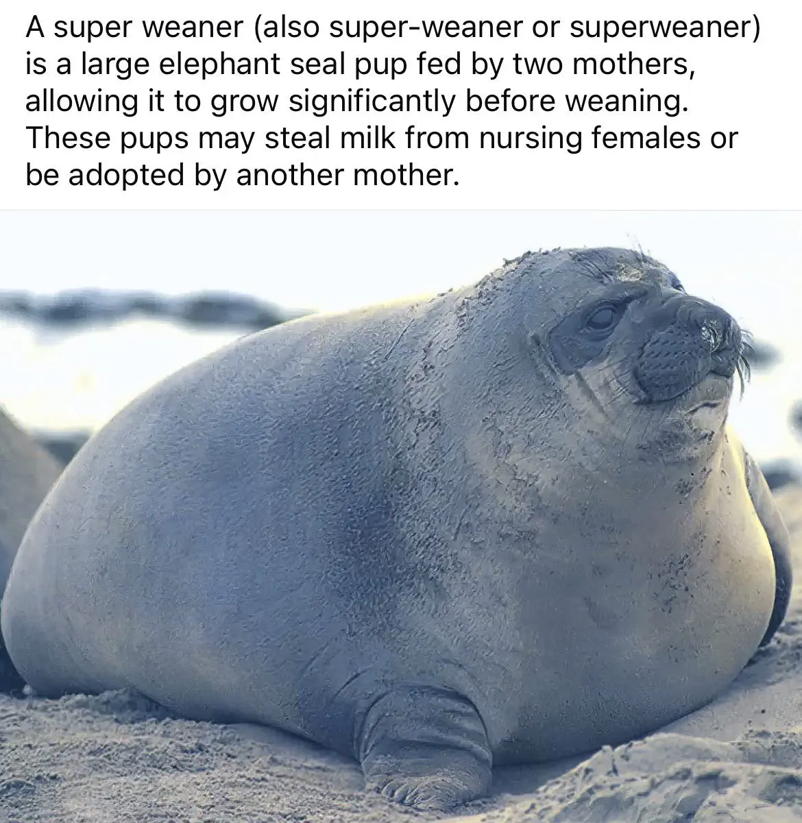 12 Unbelievably Massive Oddities That Will Amaze You! đ 18 Absolute Units of a weaner