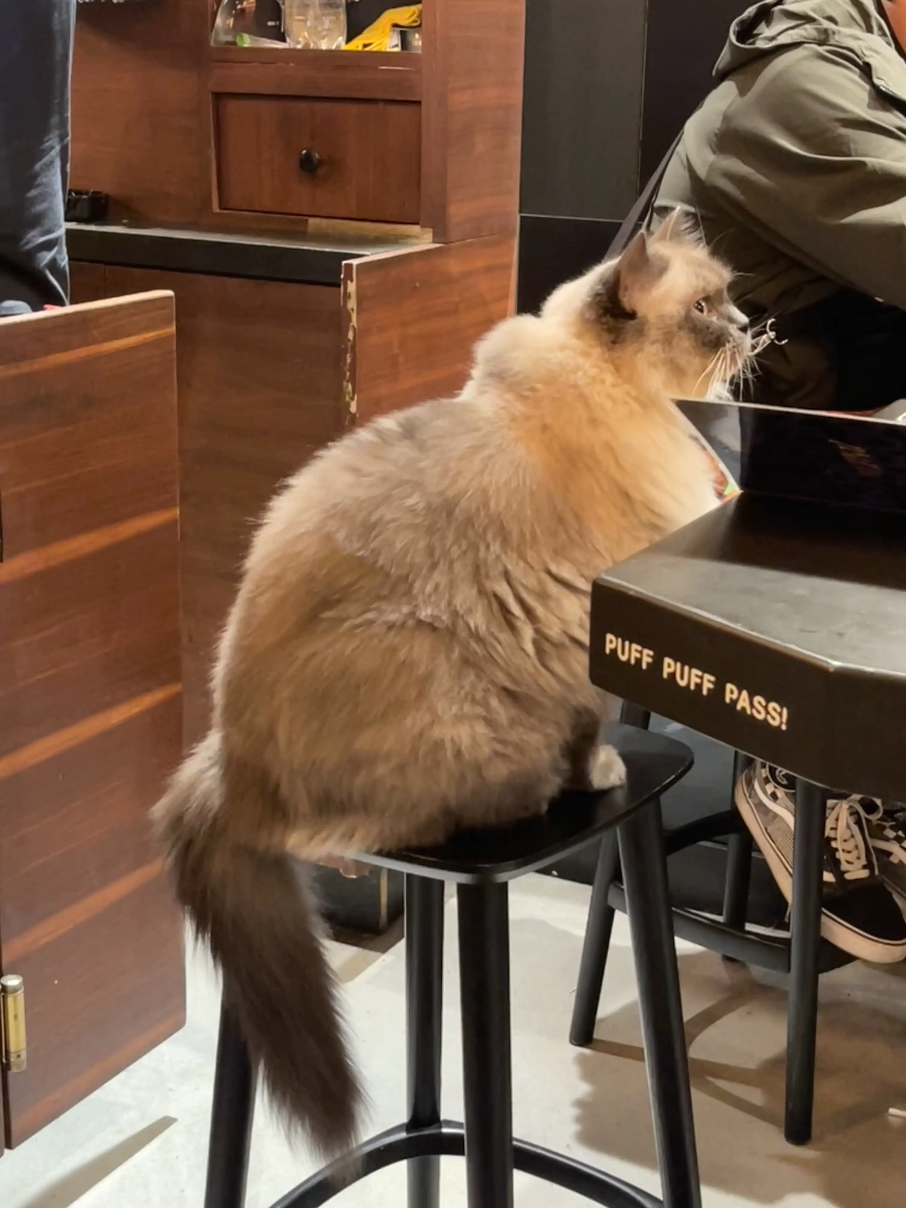 9 Unbelievable Oddities That Redefine 'Massive'! đđ 13 Absolute Units of an Amsterdam Coffeeshop Cat