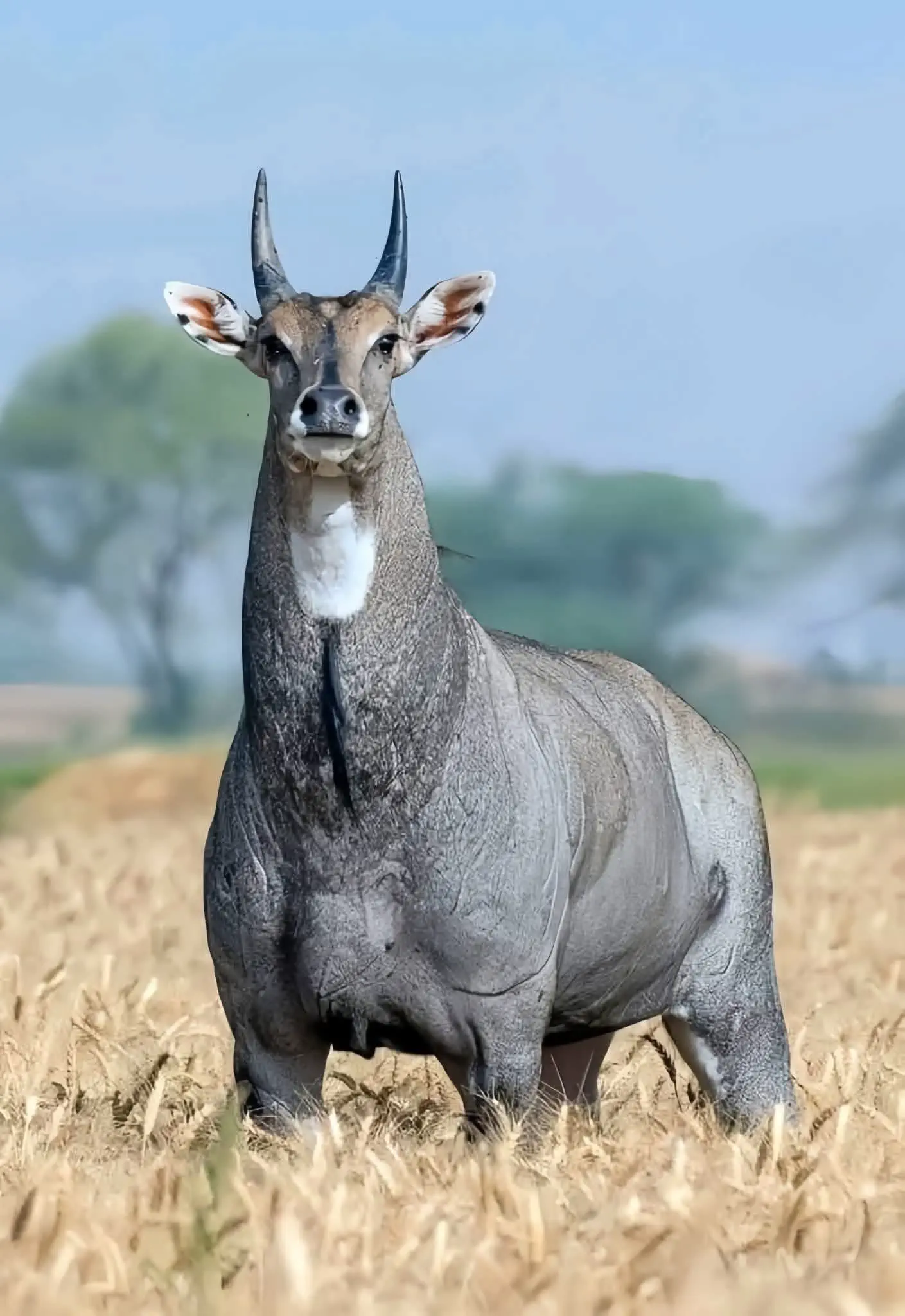 Unveiling 8 Absolute Units That Dazzle and Amaze! đđ 10 Absolute Units of an antelope.