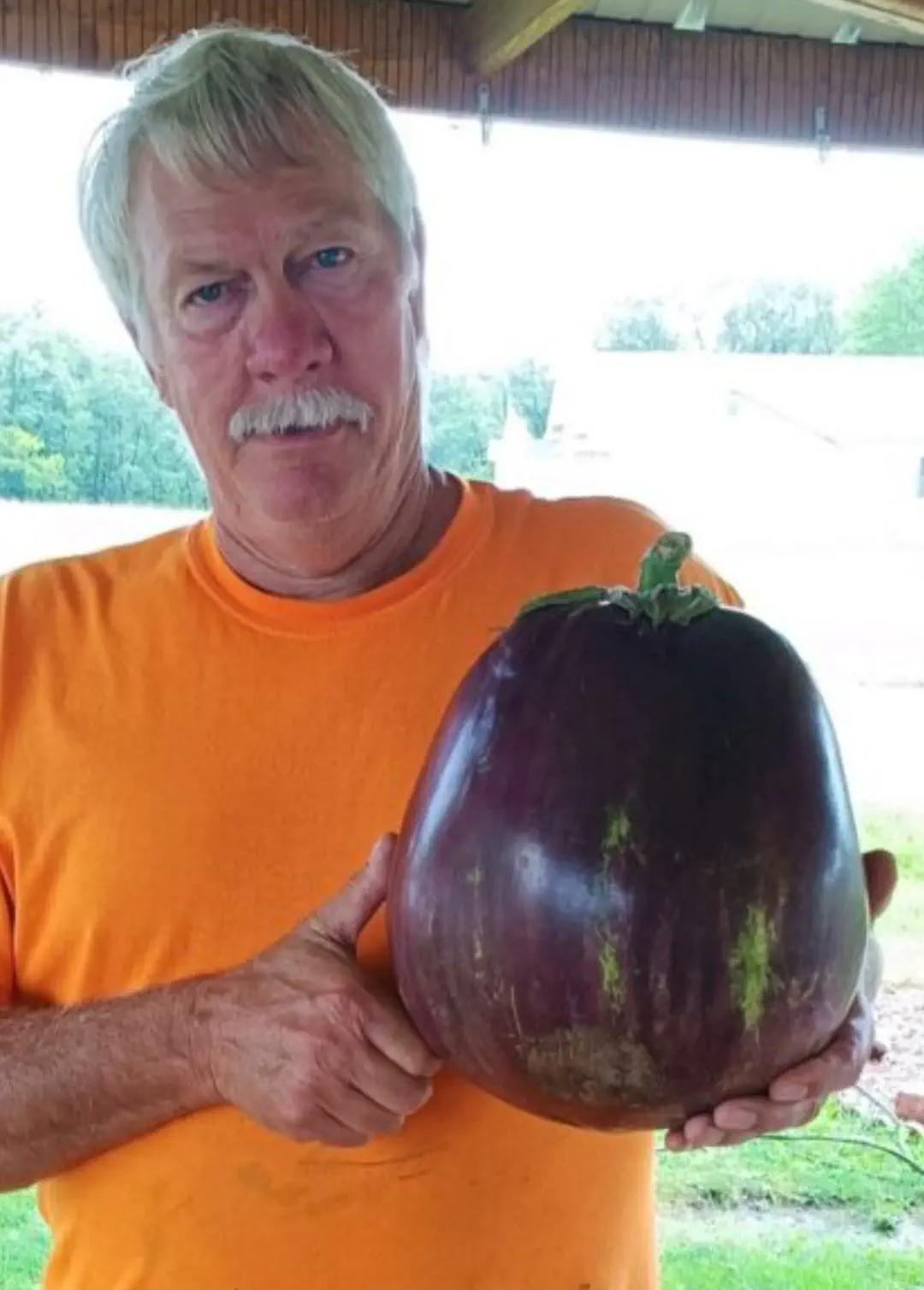 10 Colossal Creatures That Will Leave You Speechless! đ» 18 Absolute Units of an Eggplant
