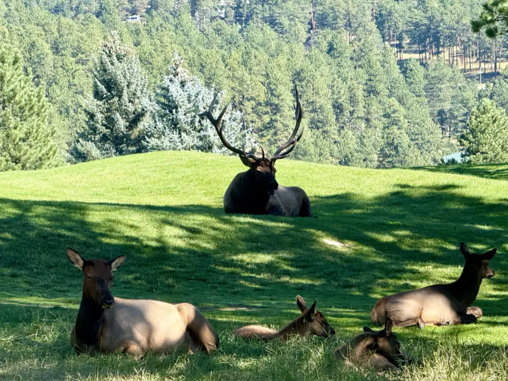 9 Unbelievable Absolute Units That Will Leave You Speechless! đ 11 absolute units of an elk i saw this morning