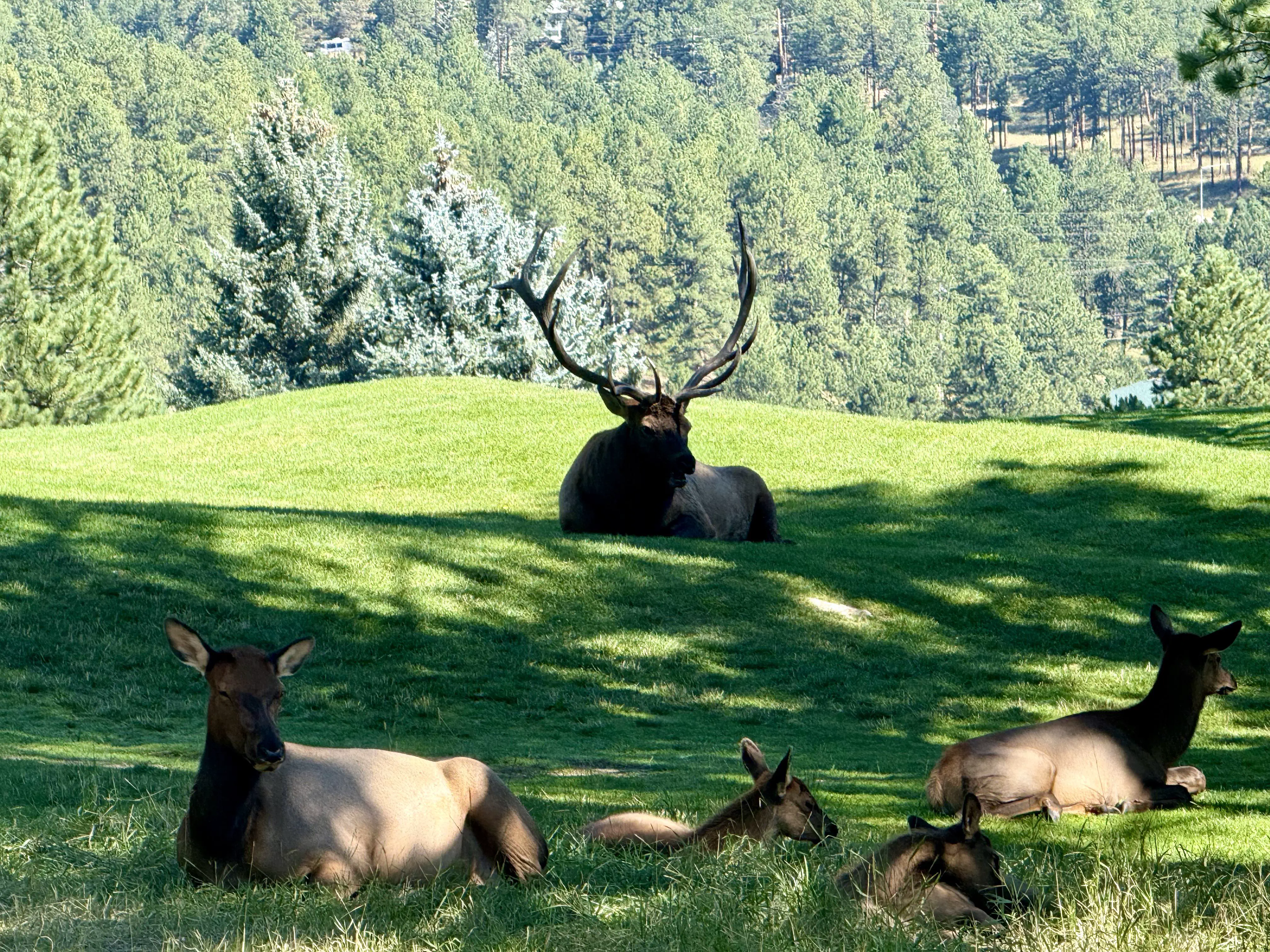 9 Unbelievable Absolute Units That Will Leave You Speechless! đ 18 Absolute Units of an elk I saw this morning.