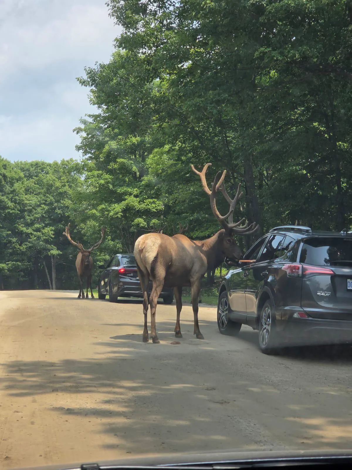 10 Unbelievable Massive Oddities You Have to See! 🦁🤯 13 Absolute Units of an Elk