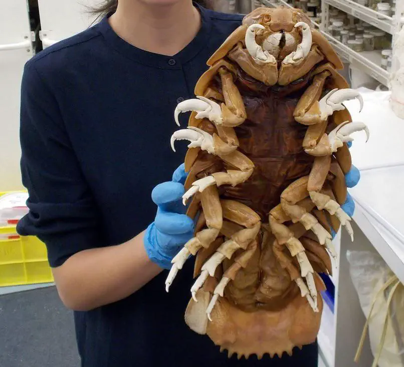 Uncovering 11 Massive Oddities That Will Leave You in Awe! 🐾 16 Absolute Units of an isopod