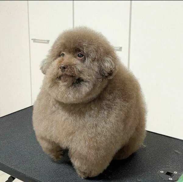 Uncovering 11 Massive Oddities That Will Leave You in Awe! 🐾 18 Absolute Units of an old looking fluffy dog