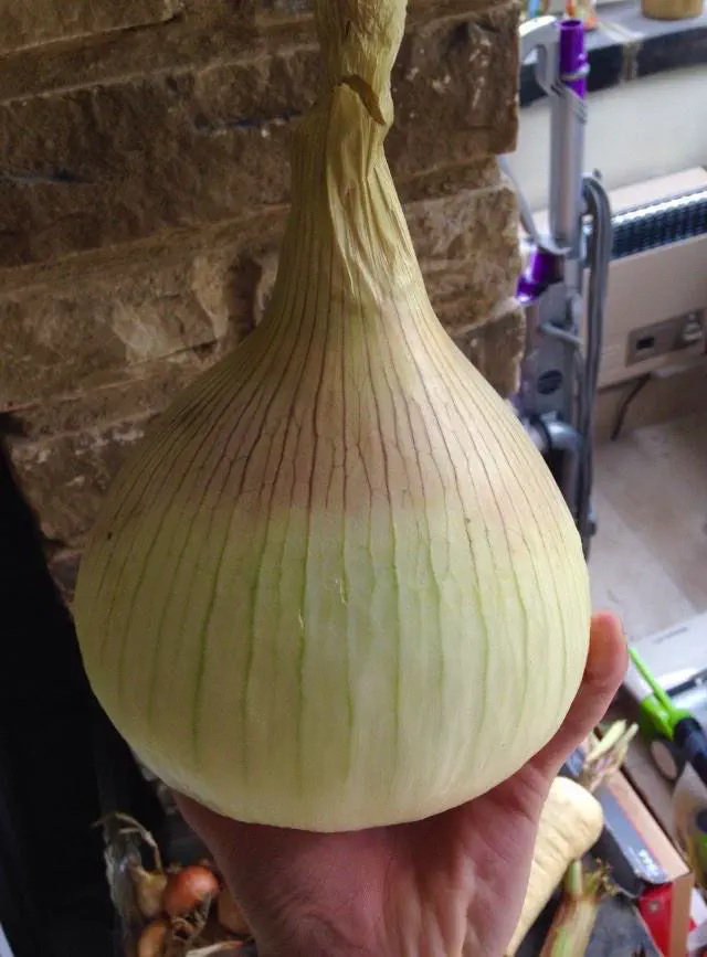 12 Unbelievably Massive Oddities That Will Amaze You! đ 20 Absolute Units of an onion
