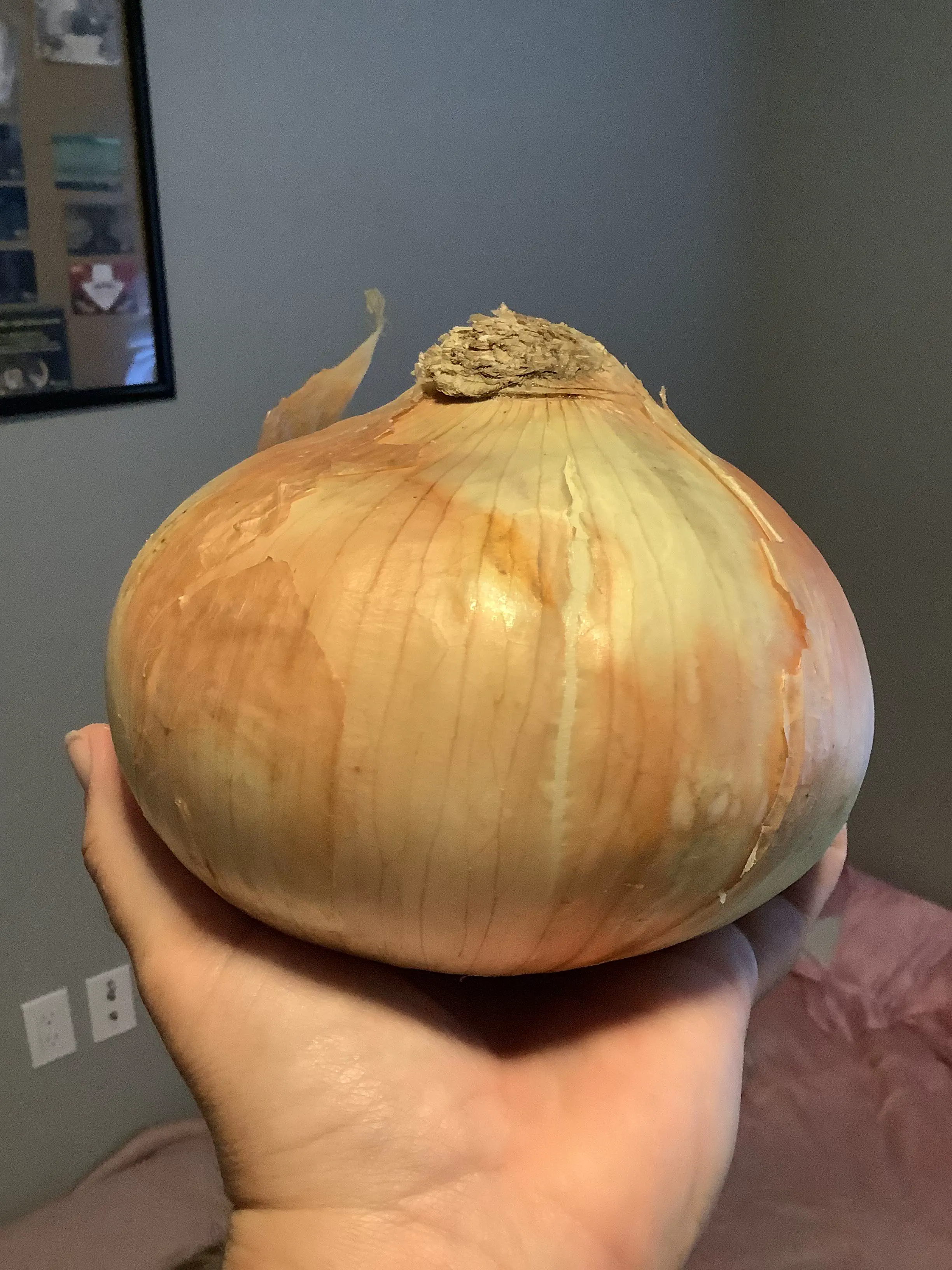 Unveiling 8 Absolute Units That Dazzle and Amaze! đđ 16 Absolute Units of an onion