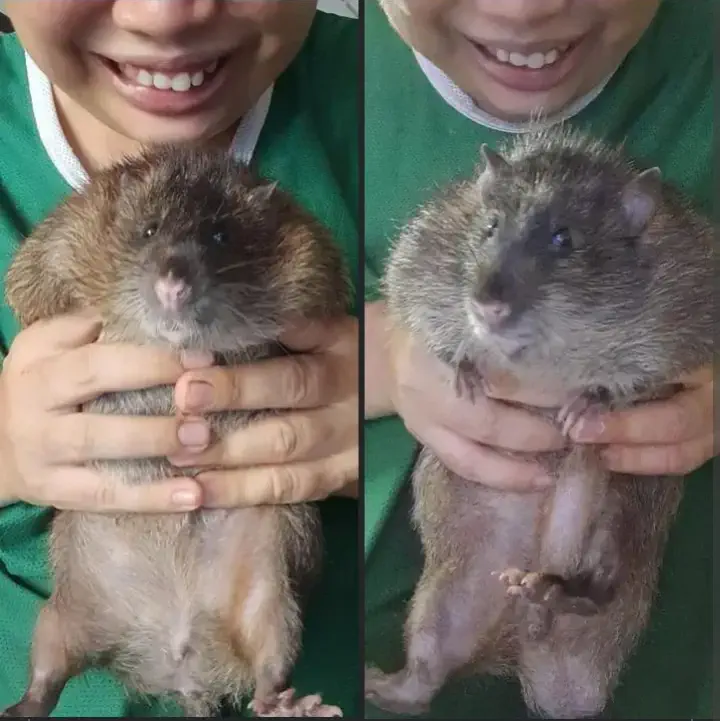 10 Chonky Oddities That Will Leave You Speechless! 🤯 18 Absolute Units of aThailand Bandicoot Rat