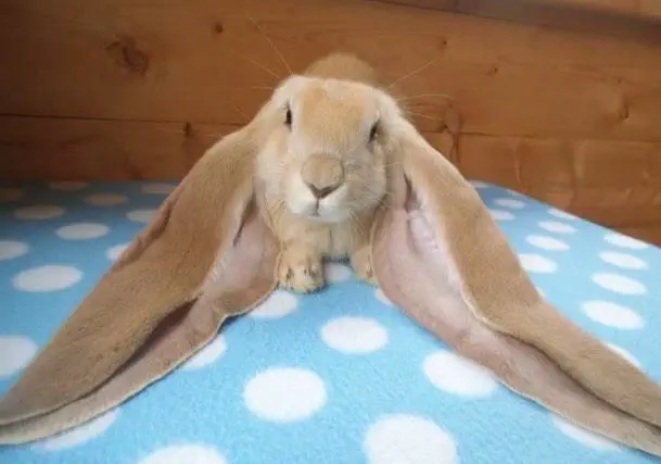 10 Colossal Creatures That Will Leave You Speechless! đ» 14 Absolute Units of Bunny Ears