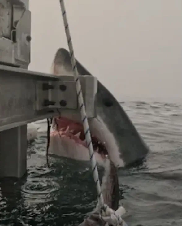 10 Whopping Oddities That Will Bend Your Mind! 🐾 14 Absolute Units of chompers