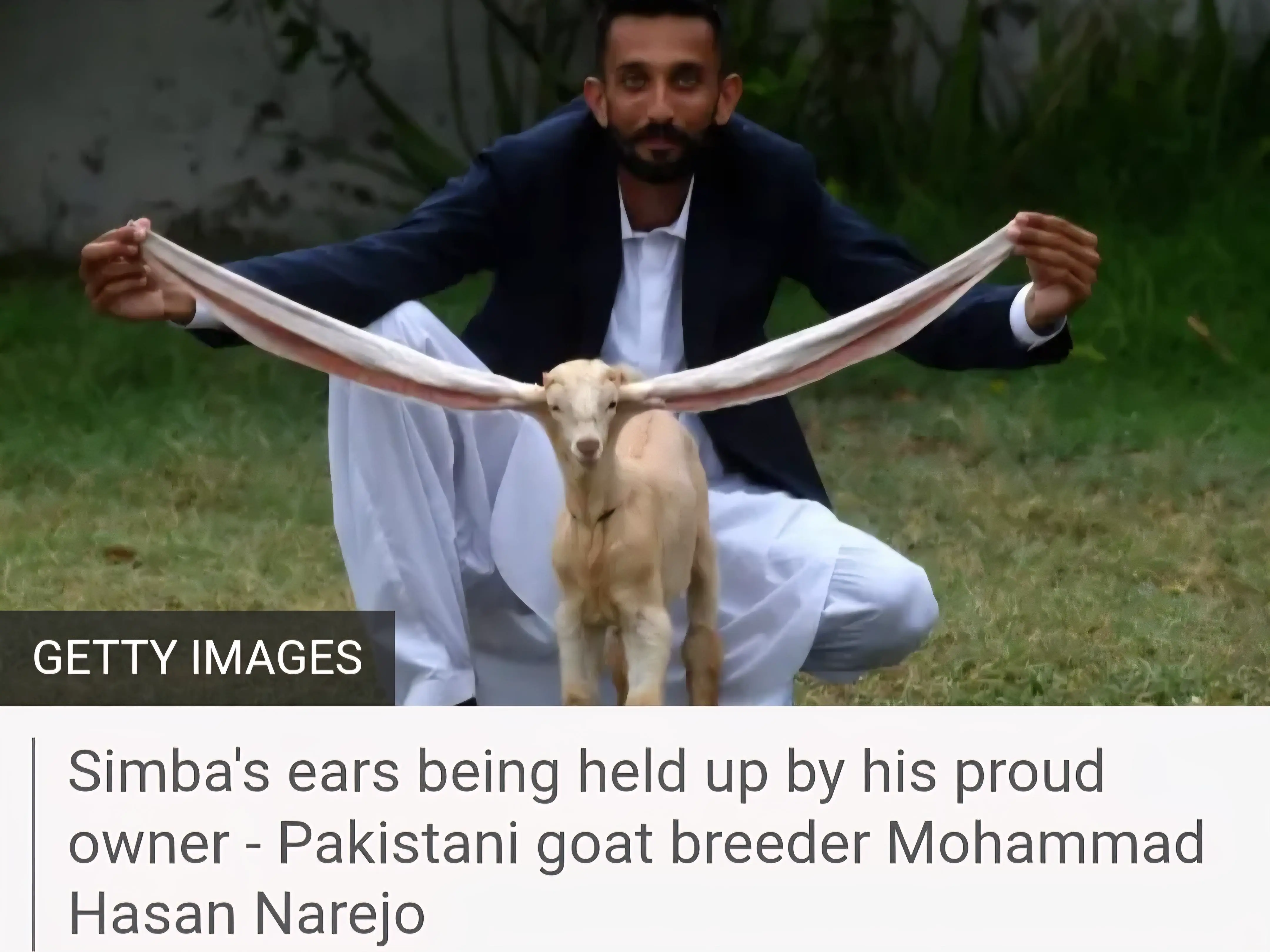 12 Shocking Absolute Units You'll Have to See! đČ 21 Absolute Units of Pakistani goat ears