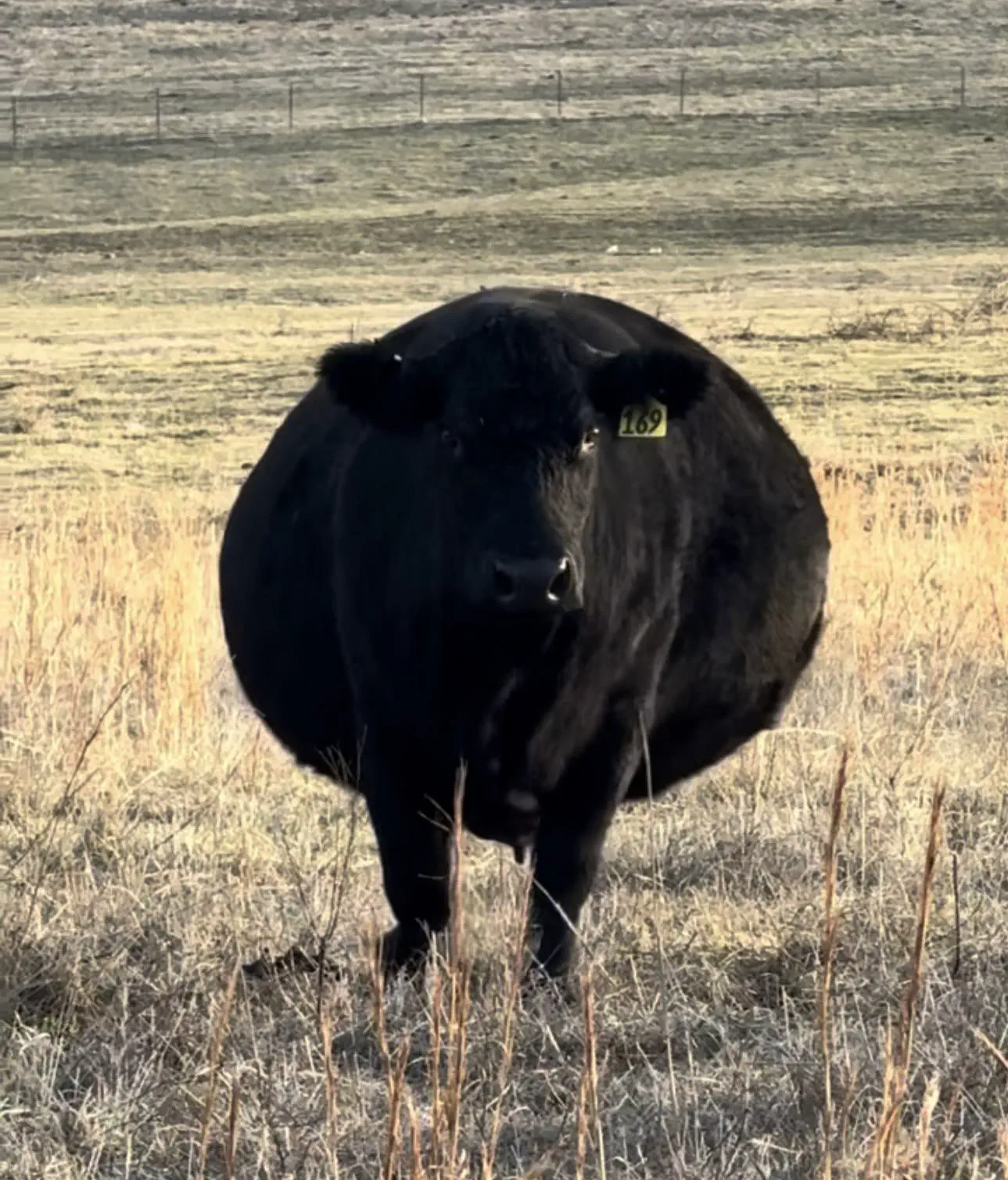 13 Extraordinary Giants Ready to Blow Your Mind! đ 20 Absolute Units of the cow, Big B.