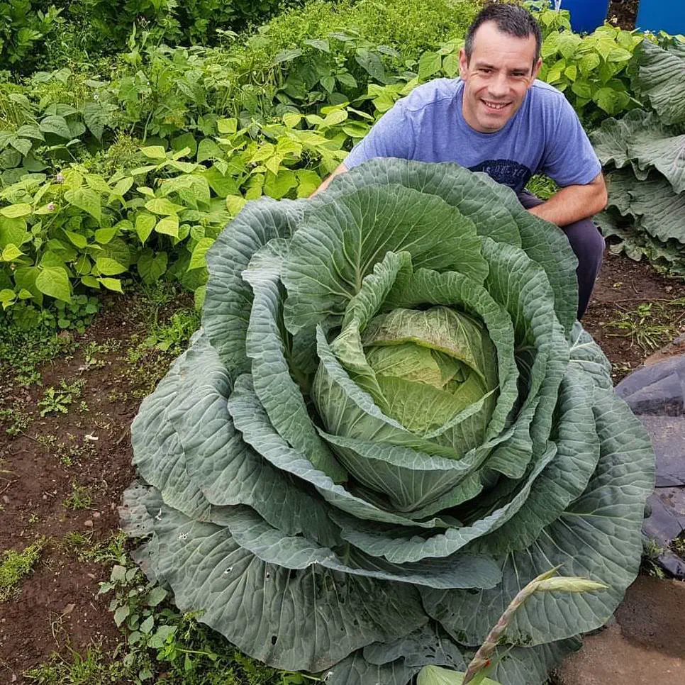 Discover 10 Jaw-Dropping Absolute Units Surpassing Size Norms! đđŸ 12 absolute units been asked to share my 67lb cabbage you you lovely people hope you enjoy and i think its fitting for the group