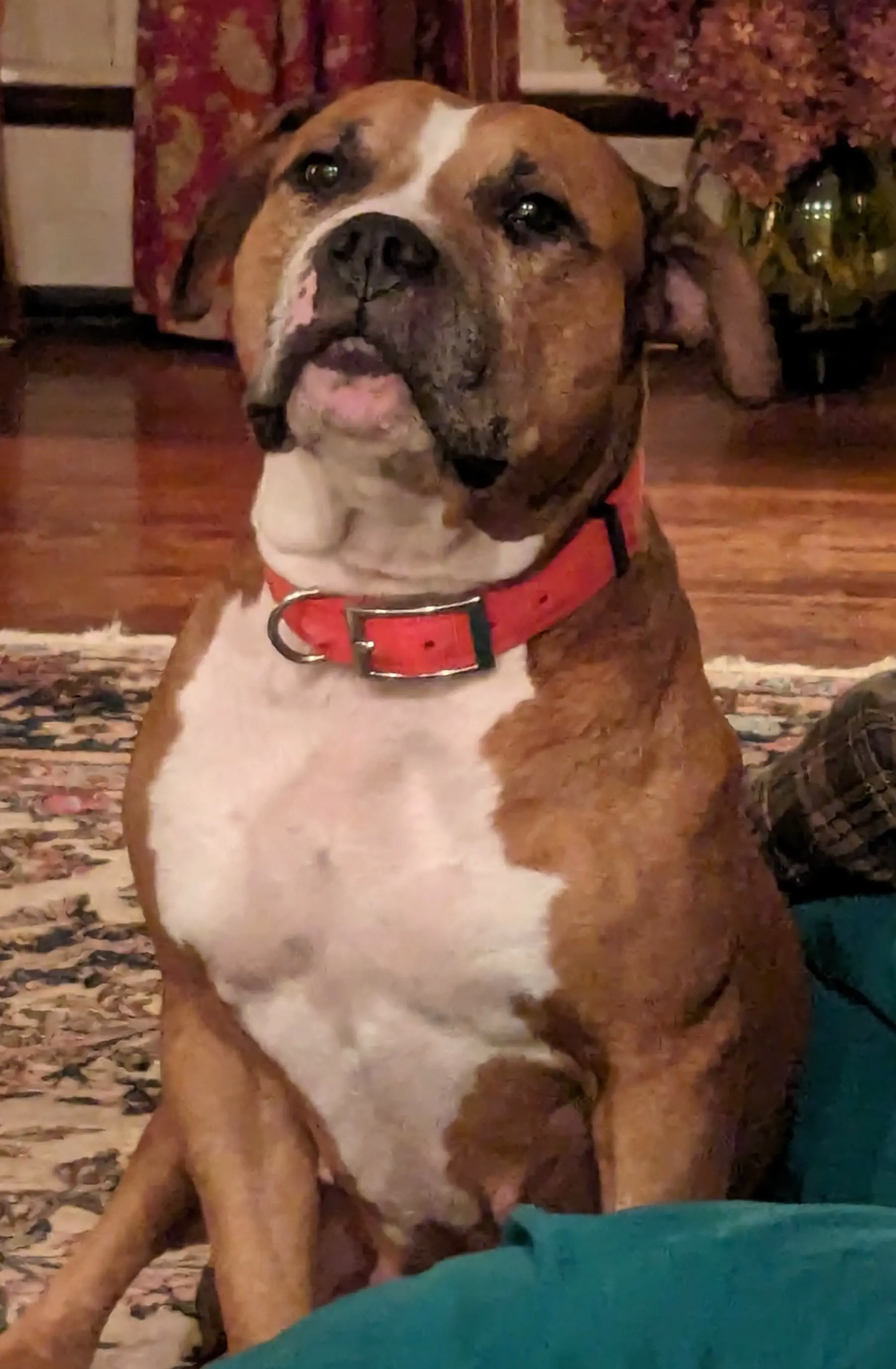 12 Monstrous Animals That Will Challenge Your Idea of Size! 🦙🤯 19 Absolute Units My parents adopted a pitbull that's missing her hind feet (injury not pictured), so her upper body is fucking shredded.