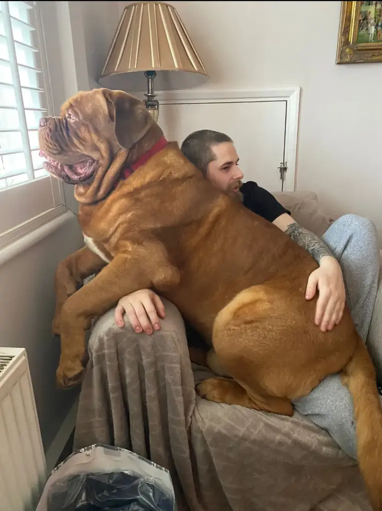 12 Insanely Large Oddities That Will Leave You Amazed! đ€ŻđŸ 15 absolute units my parents dog who i got to see over the holidays