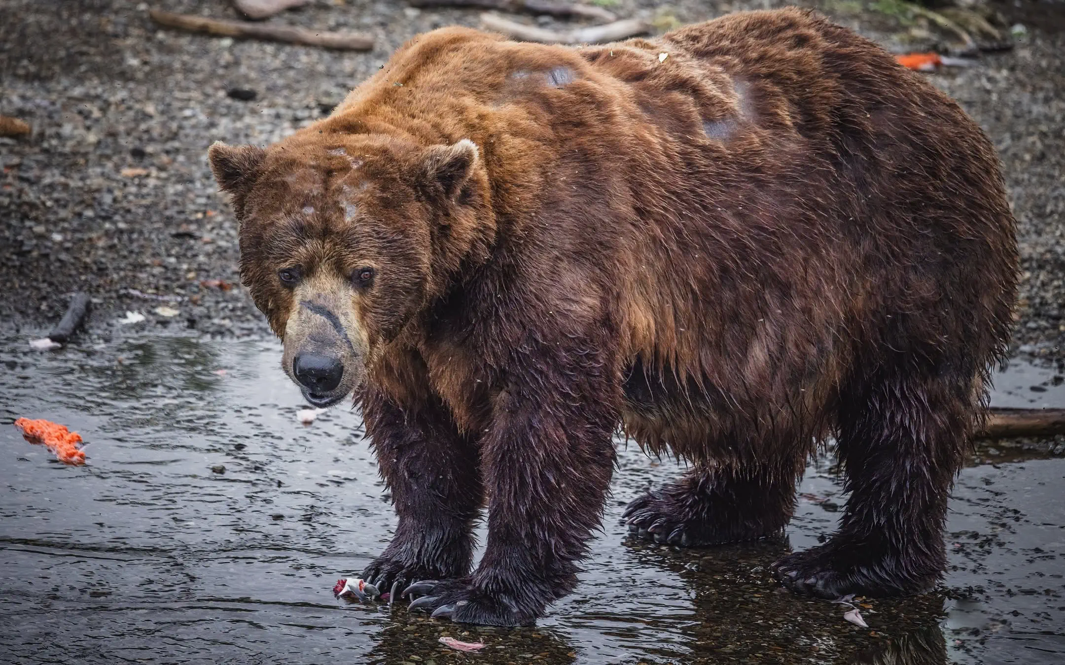 14 Incredible Oddities That Will Challenge Your View of Size! đŠđ€Ż 17 Absolute Units of a Bear named Chunk, Winner of Fat Bear Week 2025