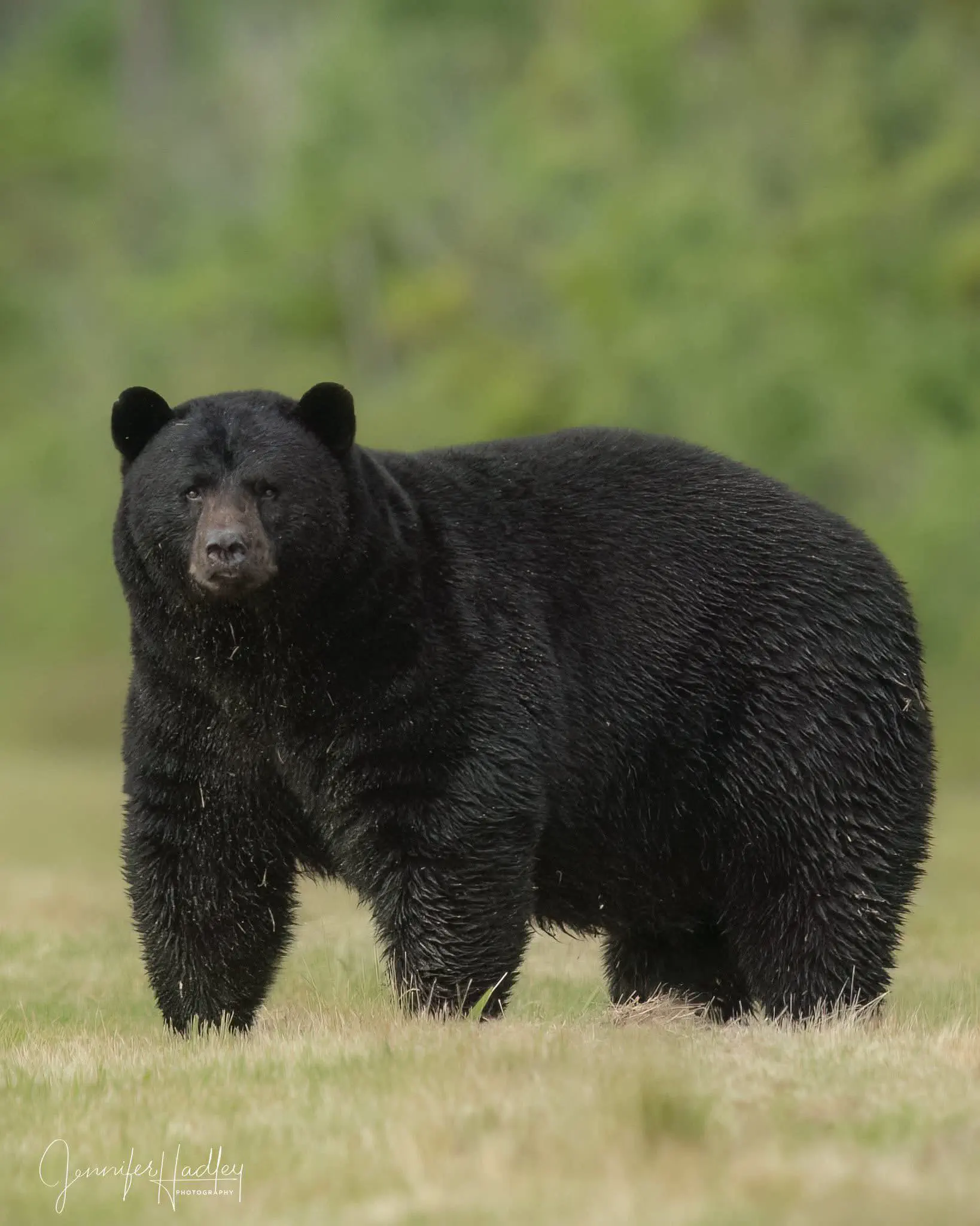12 Remarkable Absolute Units That Will Leave You Awestruck! đ 18 Absolute Units of a bear. What a chonk!