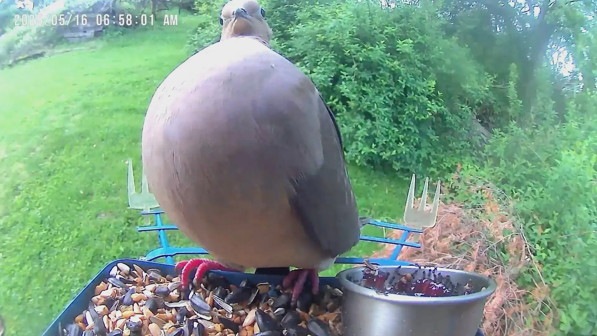 12 Remarkable Absolute Units That Will Leave You Awestruck! đ 20 Absolute Units of a bird