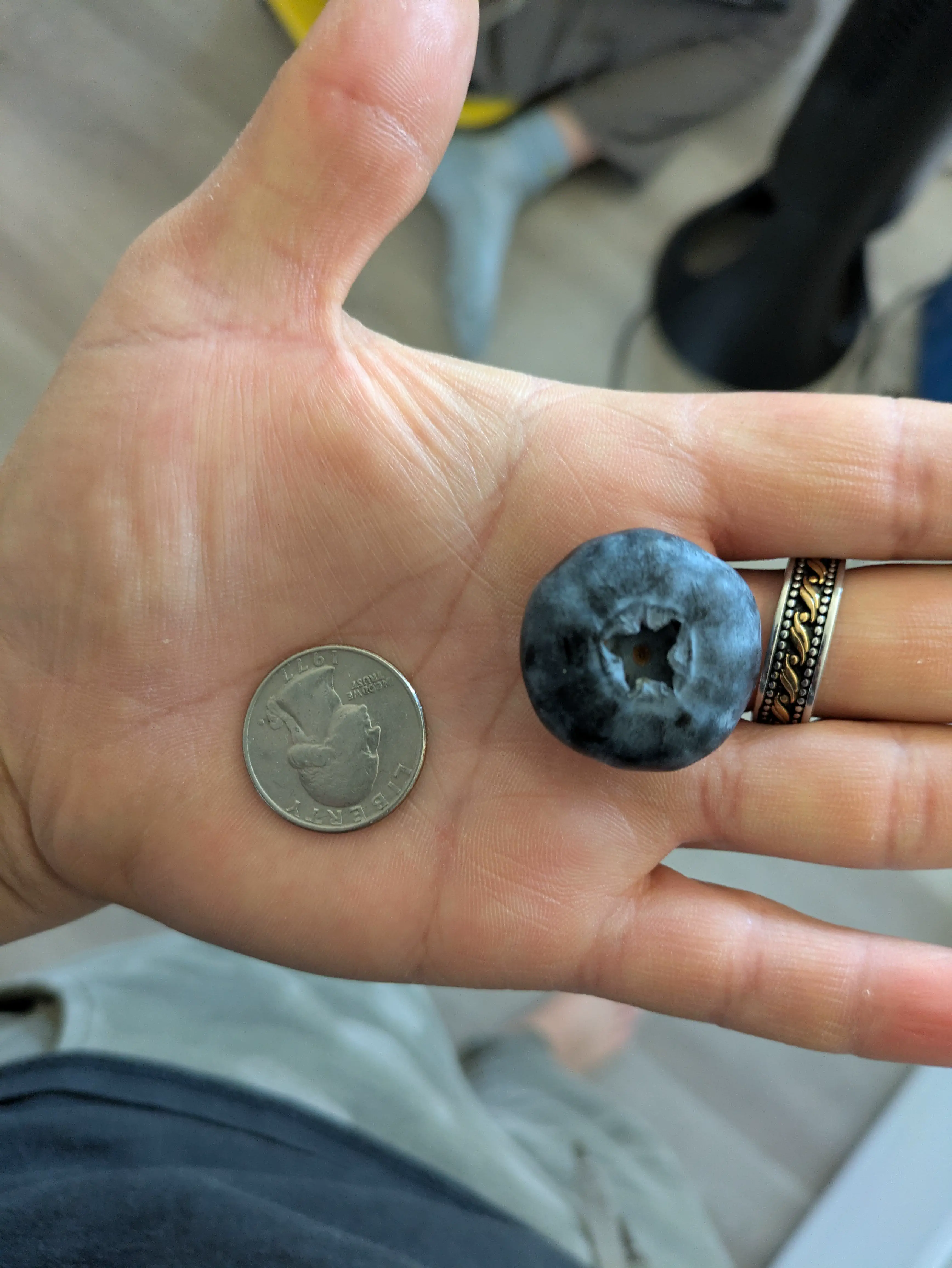 6 Unbelievable Absolute Units That Will Challenge Your Mind! 🦙🤯 11 Absolute Units of a blueberry